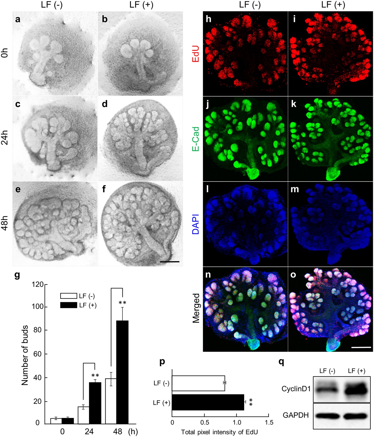 Identification Of The Protective Mechanisms Of Lactoferrin - 