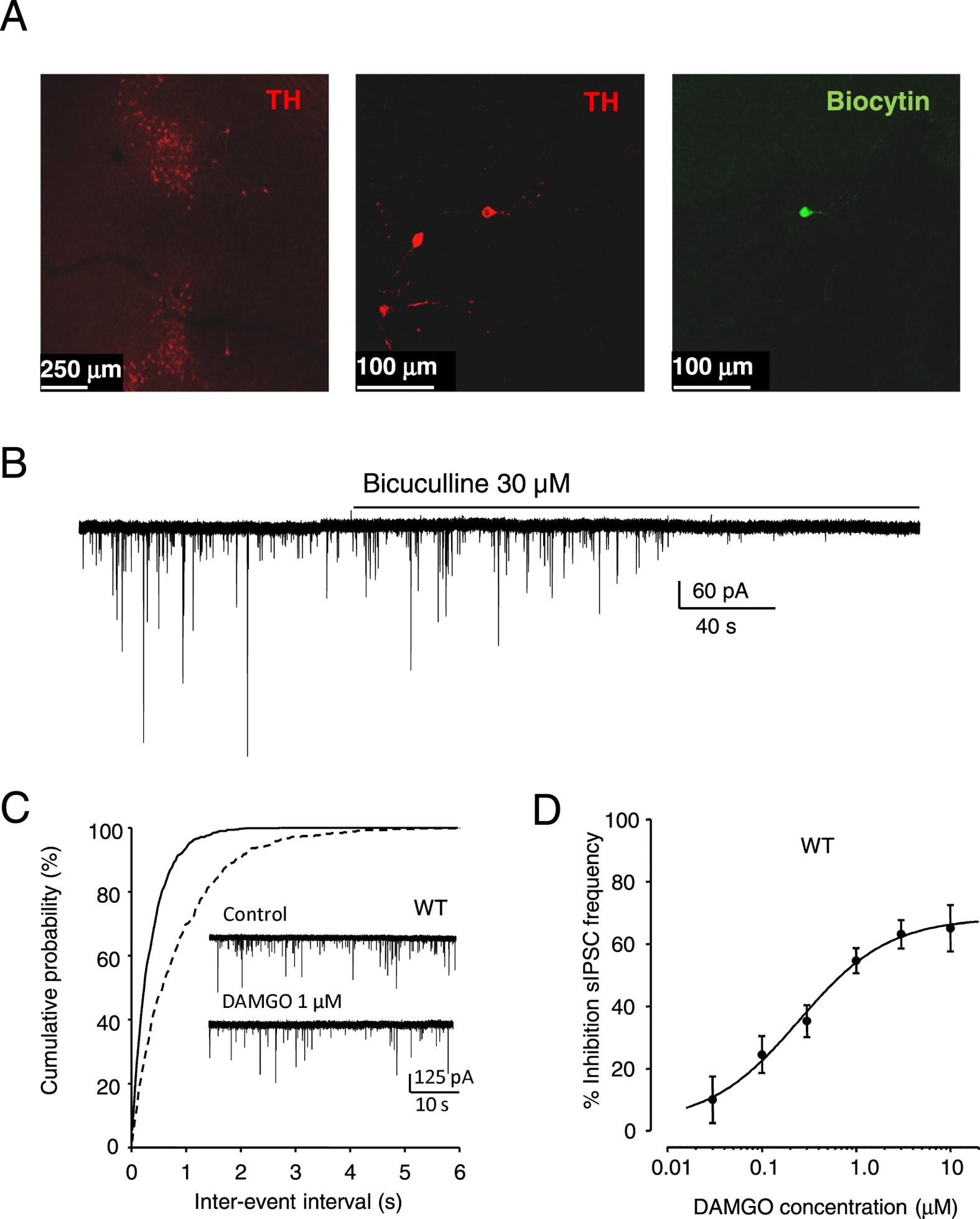 Morphine activation of mu opioid receptors causes disinhibition of neurons  in the ventral tegmental area mediated by β-arrestin2 and c-Src |  Scientific Reports