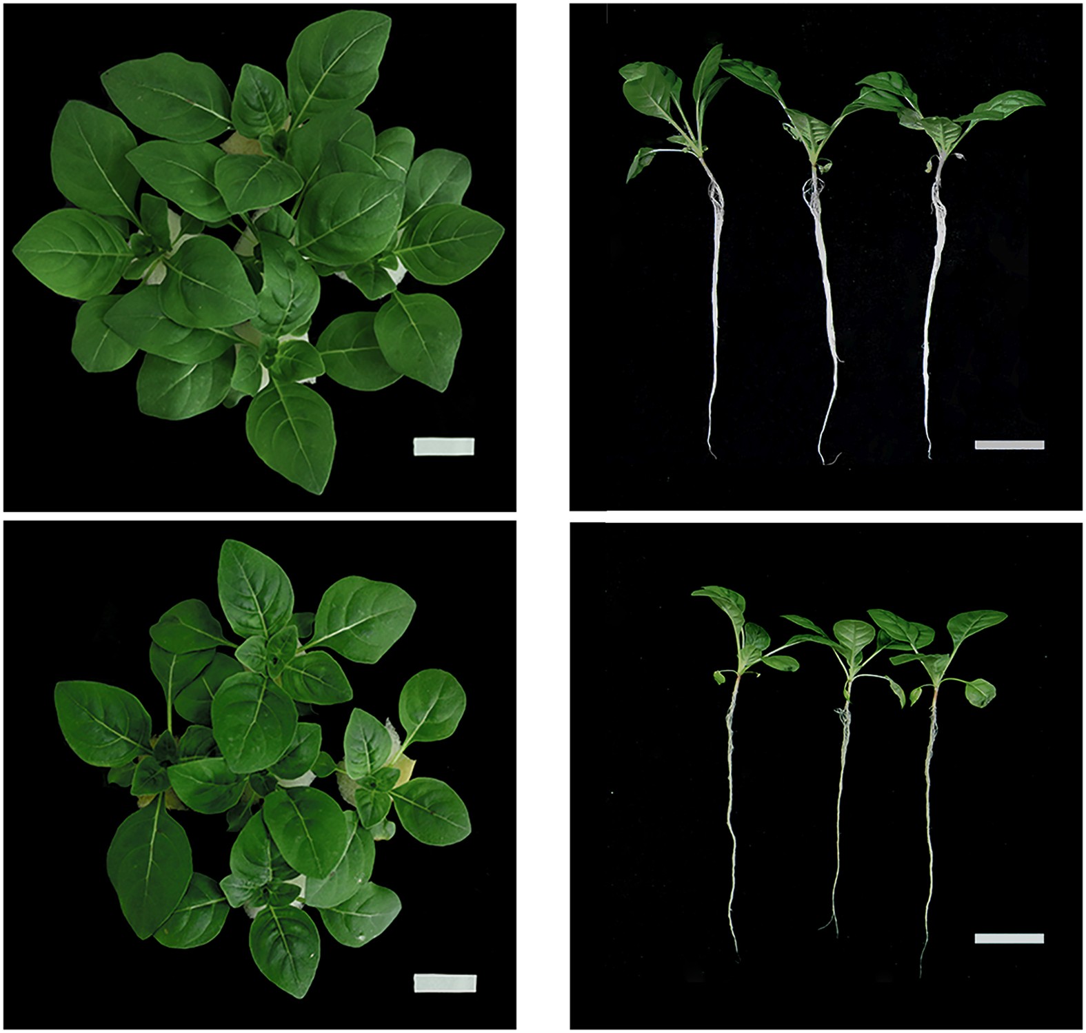 Proteomic analysis on roots of Oenothera glazioviana under copper-stress  conditions | Scientific Reports