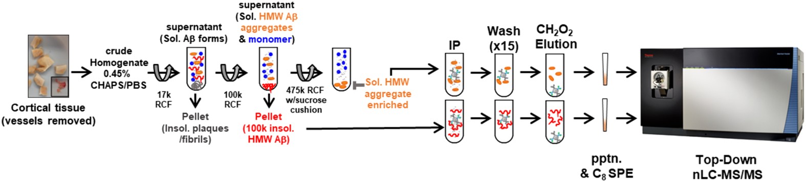 Diversity Of Amyloid Beta Proteoforms In The Alzheimer S Disease Brain Scientific Reports