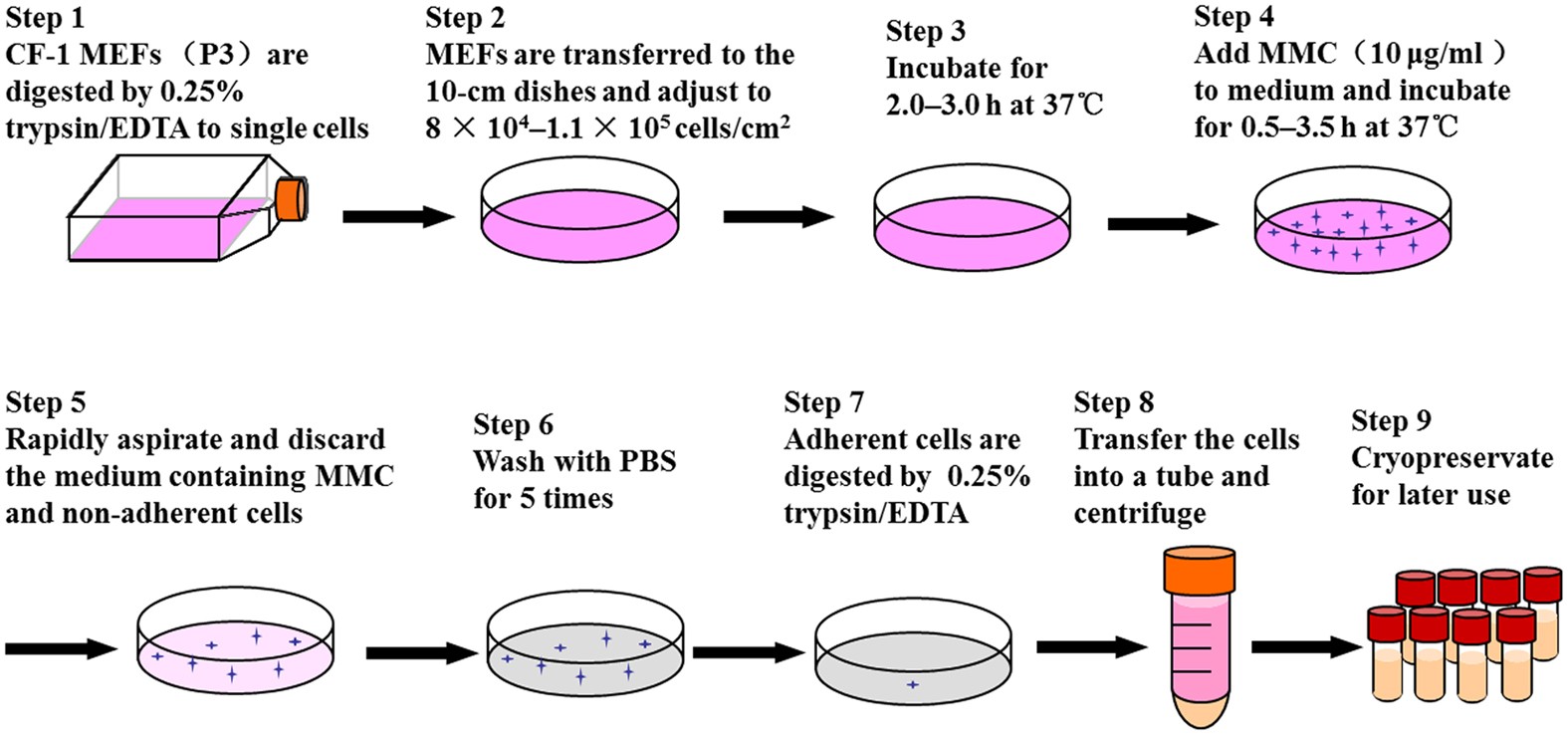 Efficient Feeder Cells Preparation System For Large Scale