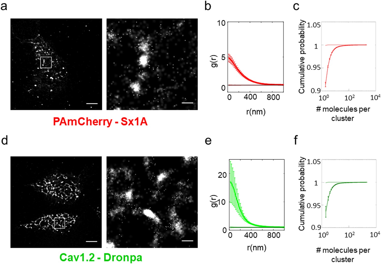 The L Type Voltage Gated Calcium Channel Co Localizes With Syntaxin 1a In Nano Clusters At The Plasma Membrane Scientific Reports