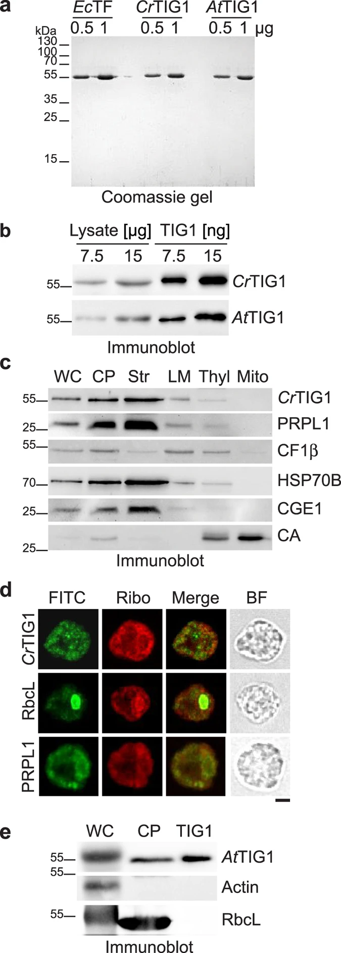 Structural and molecular comparison of bacterial and eukaryotic trigger factors
