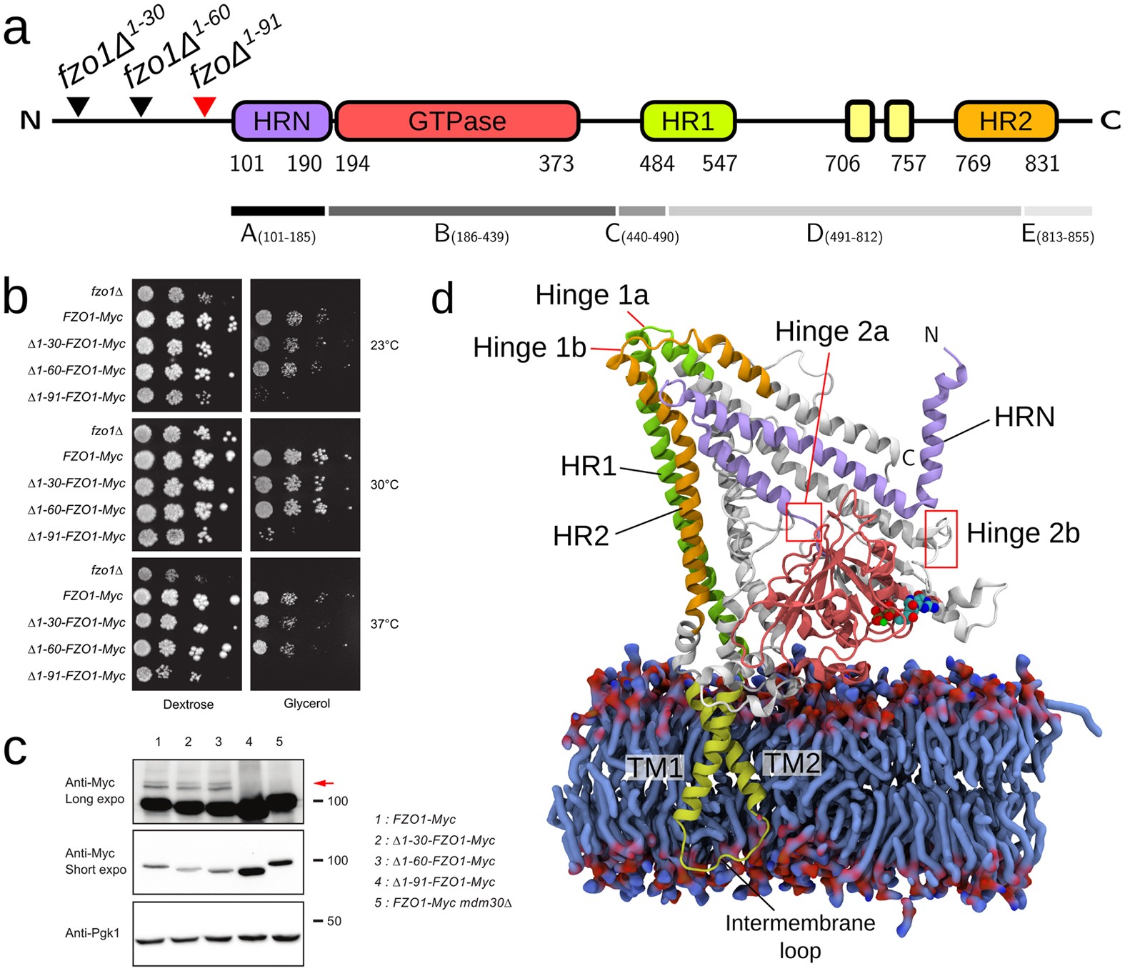 A membrane-inserted structural model of the yeast mitofusin Fzo1 |  Scientific Reports