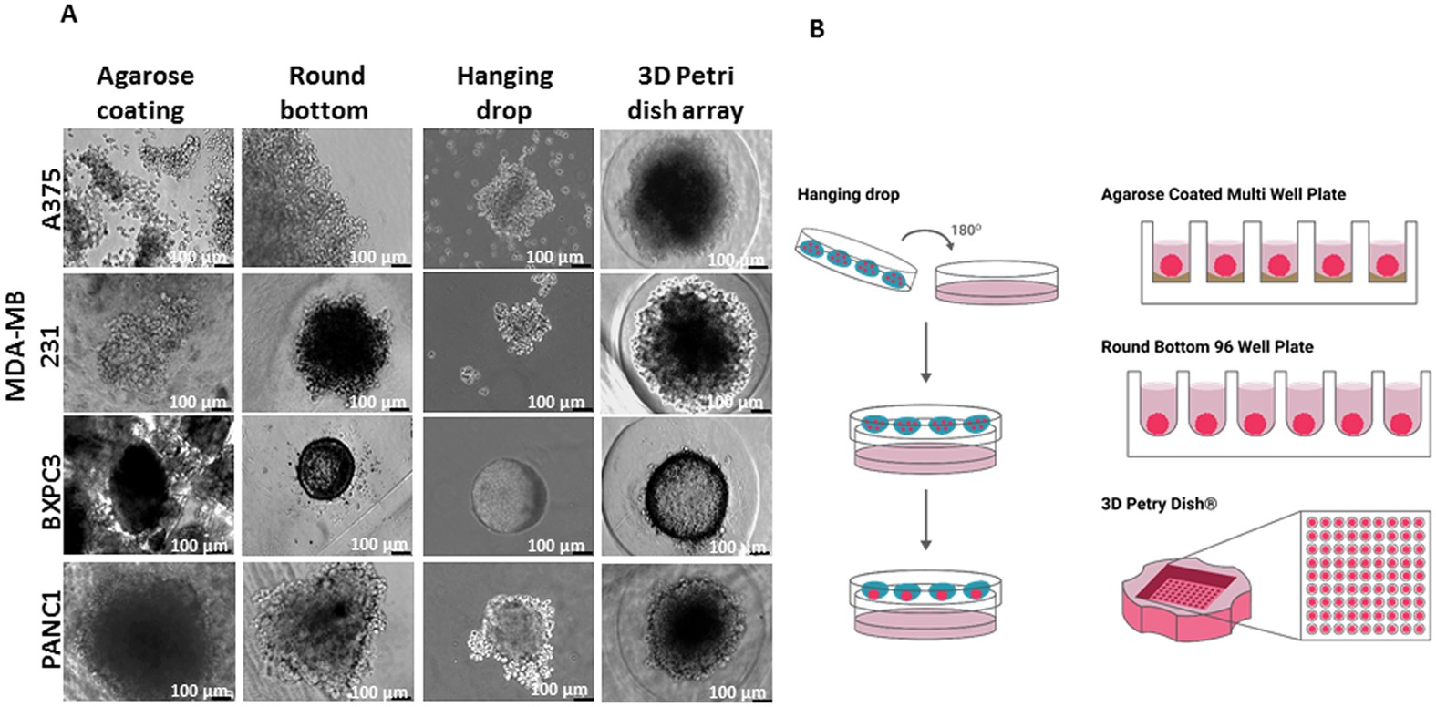 Cell viability and proliferation of hanging drop generated MDA-MB