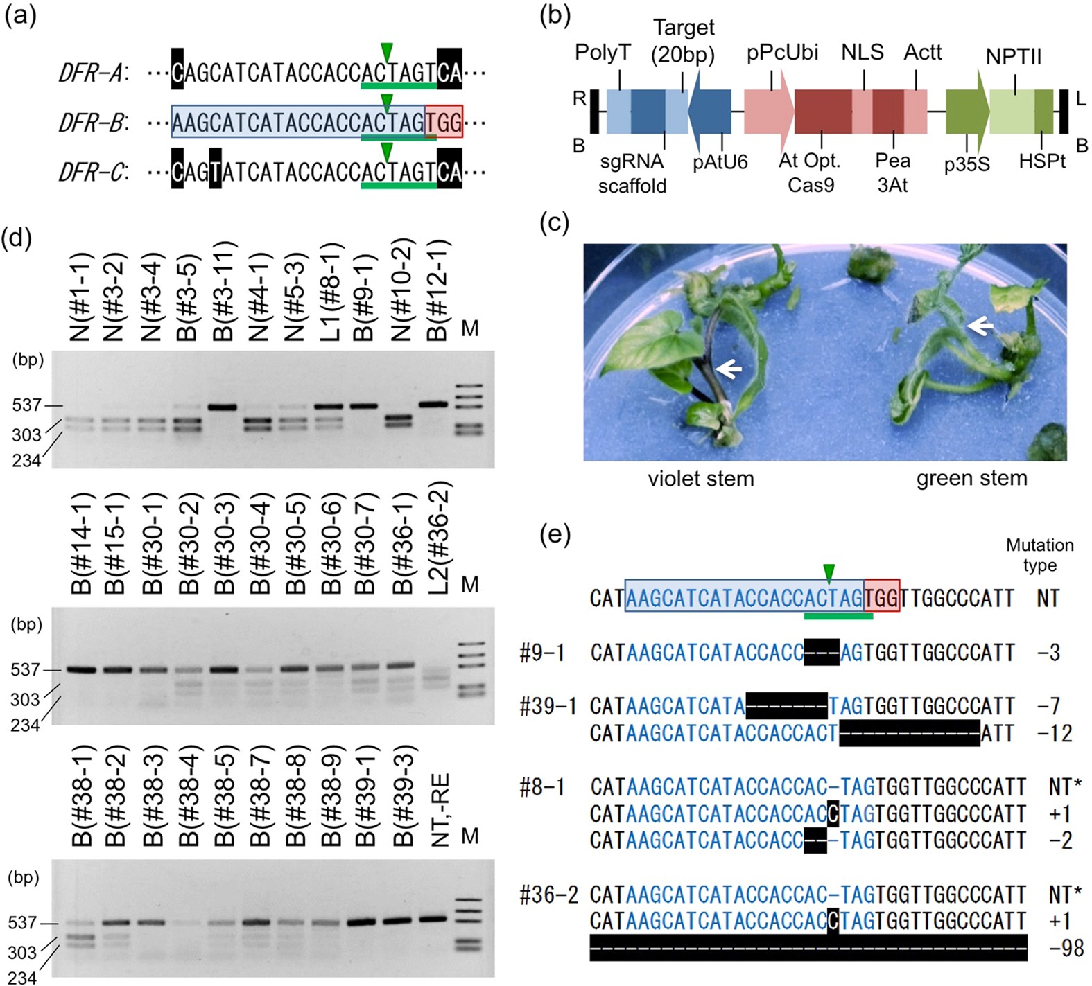Crispr Cas9 Mediated Mutagenesis Of The Dihydroflavonol 4 Reductase B Dfr B Locus In The Japanese Morning Glory Ipomoea Pharbitis Nil Scientific Reports Crispr Cas9 Mediated Mutagenesis Of The Dihydroflavonol 4 Reductase B Dfr B Locus In The Japanese Morning Glory Ipomoea Pharbitis Nil Scientific Reports