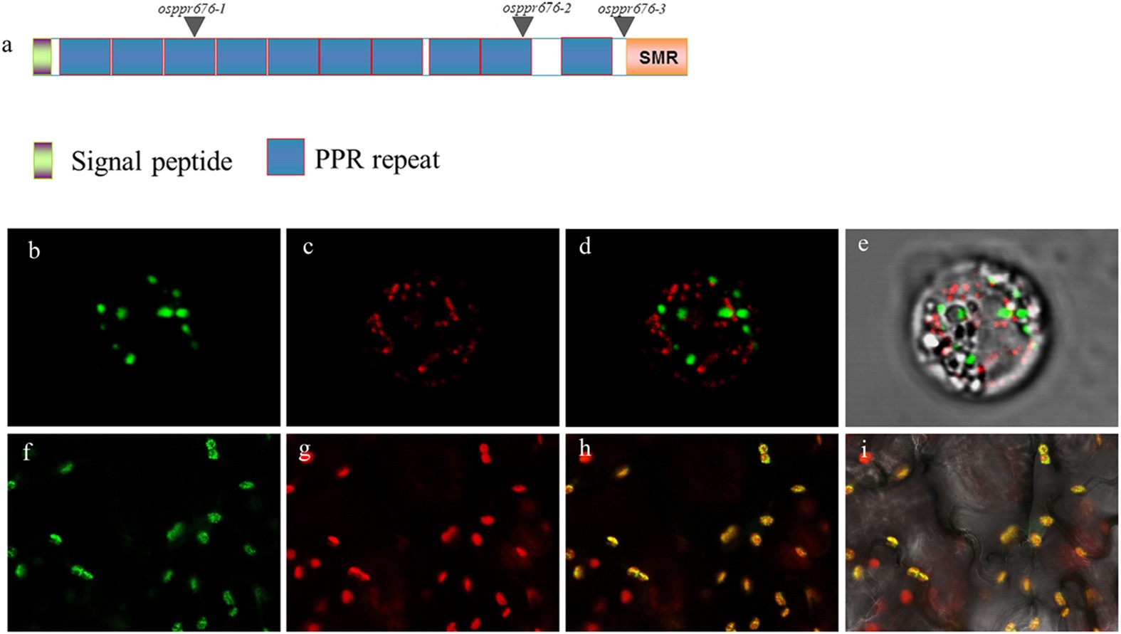A Plastid Localized Pentatricopeptide Repeat Protein is Required ...