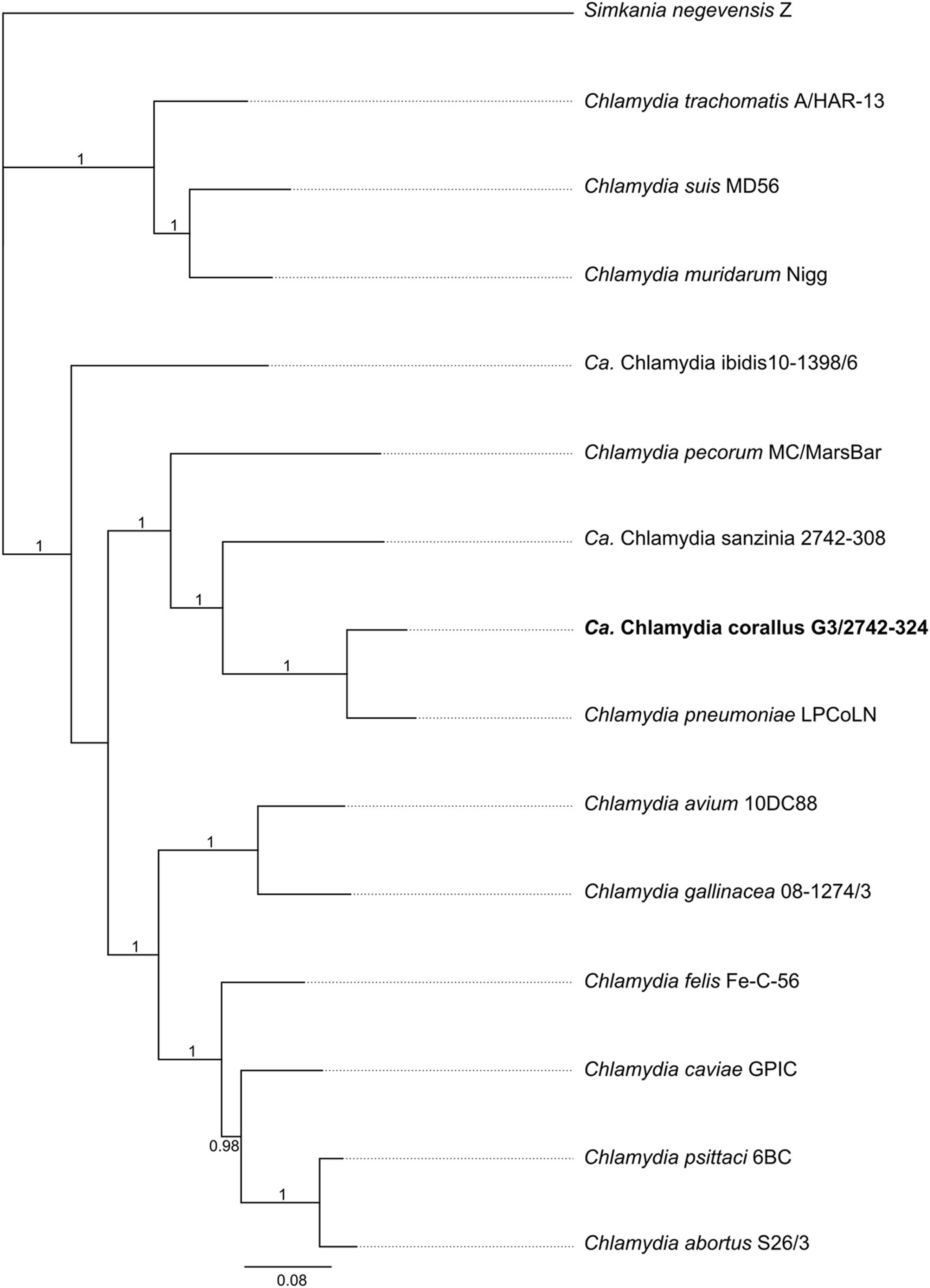 Frontiers  Genome organization and genomics in Chlamydia: whole genome  sequencing increases understanding of chlamydial virulence, evolution, and  phylogeny