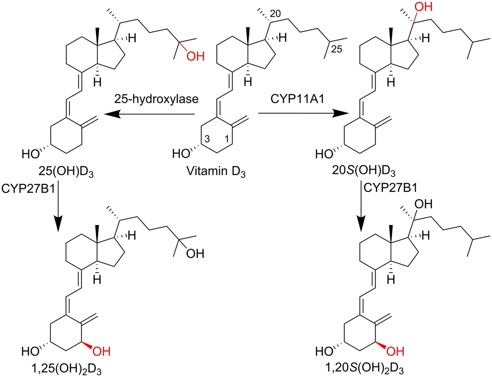 1α,20S-Dihydroxyvitamin D3 Interacts with Vitamin D Receptor: Crystal  Structure and Route of Chemical Synthesis | Scientific Reports