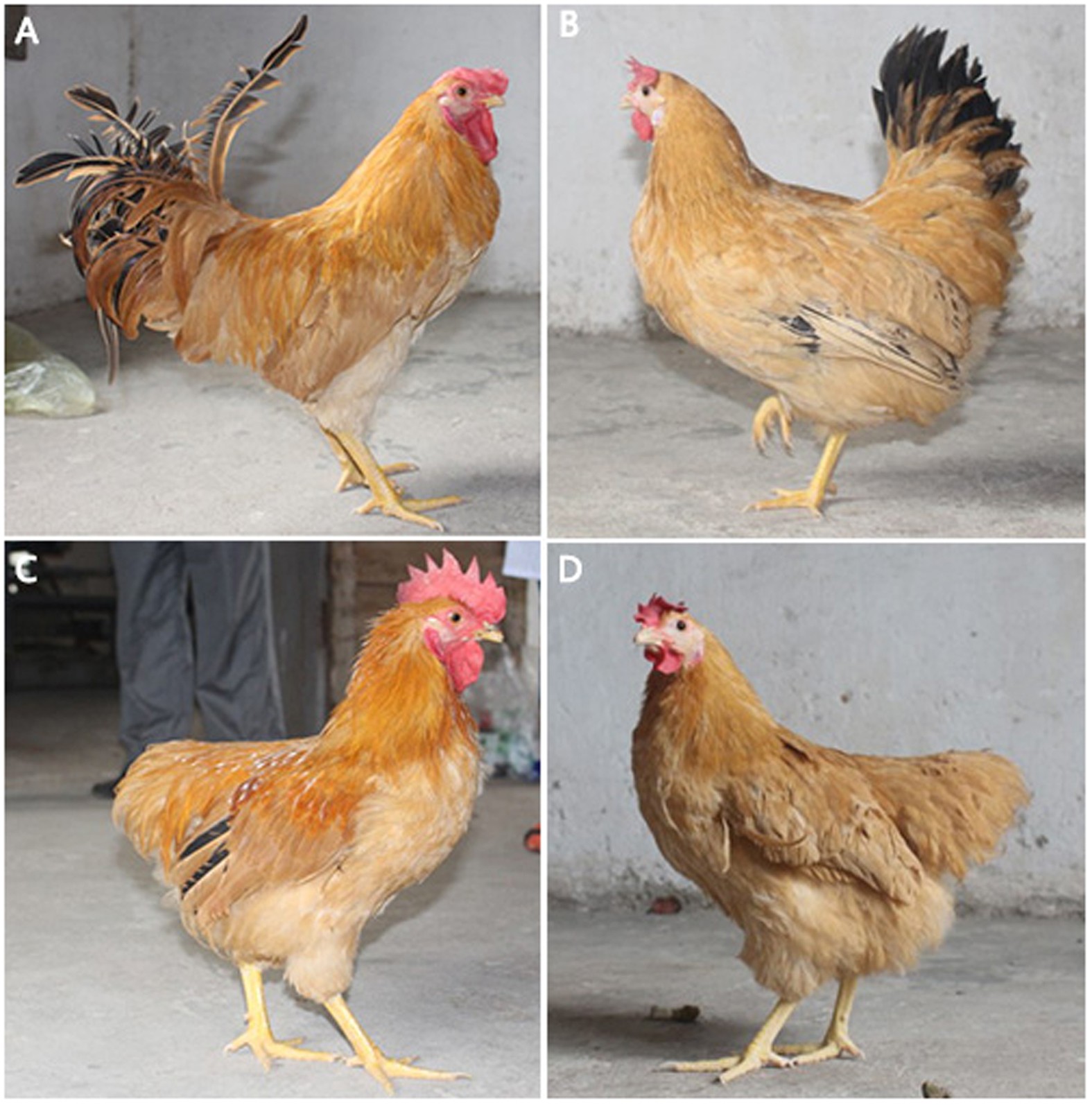 A novel sex-linked mutant affecting tail formation in Hongshan 