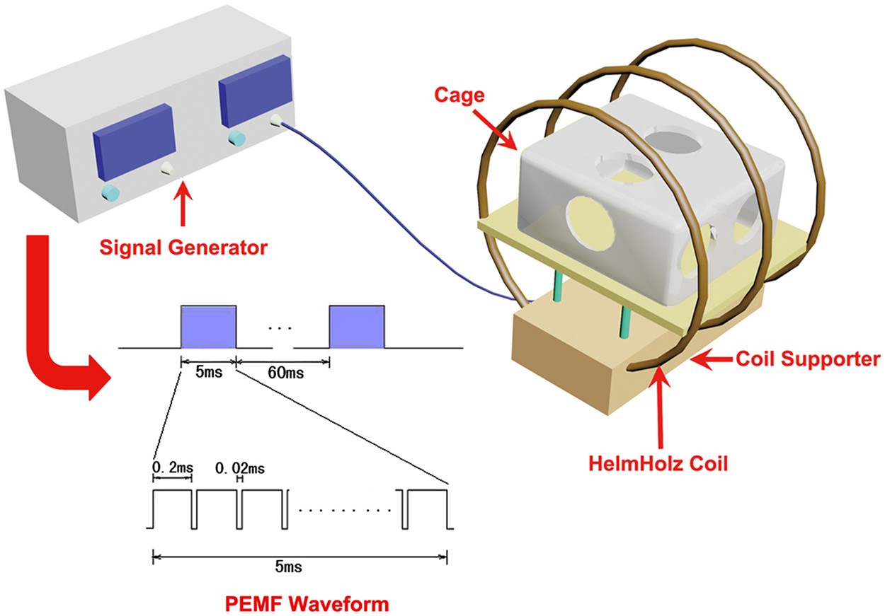 Effects of low-intensity pulsed electromagnetic fields on bone  microarchitecture, mechanical strength and bone turnover in type 2 diabetic  db/db mice | Scientific Reports