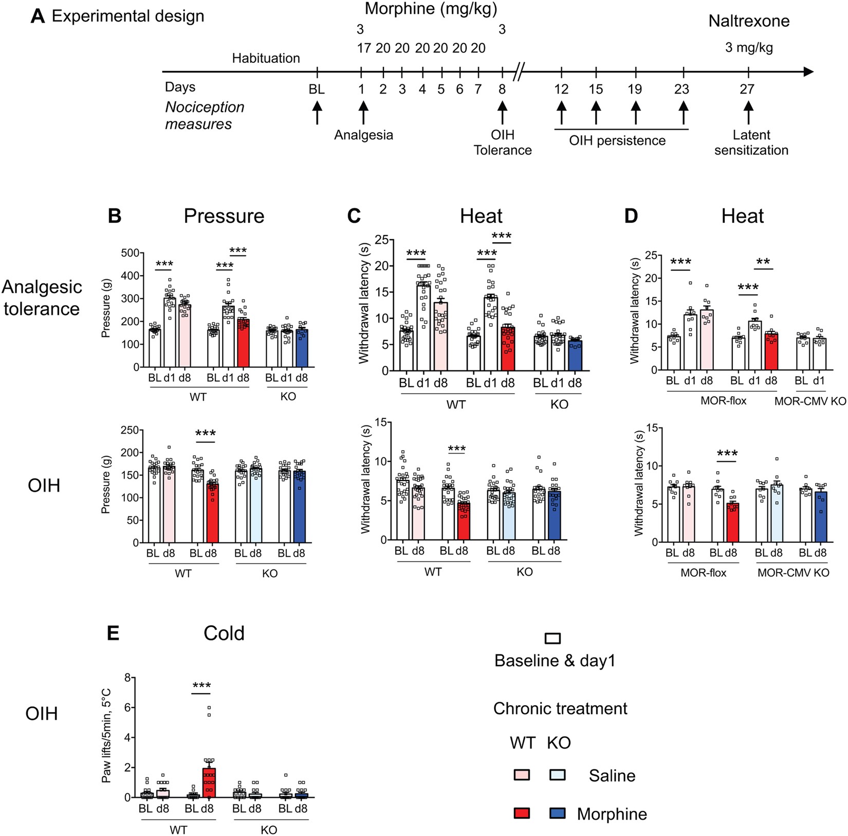 Morphine Induced Hyperalgesia Involves Mu Opioid Receptors And The Metabolite Morphine 3 Glucuronide Scientific Reports