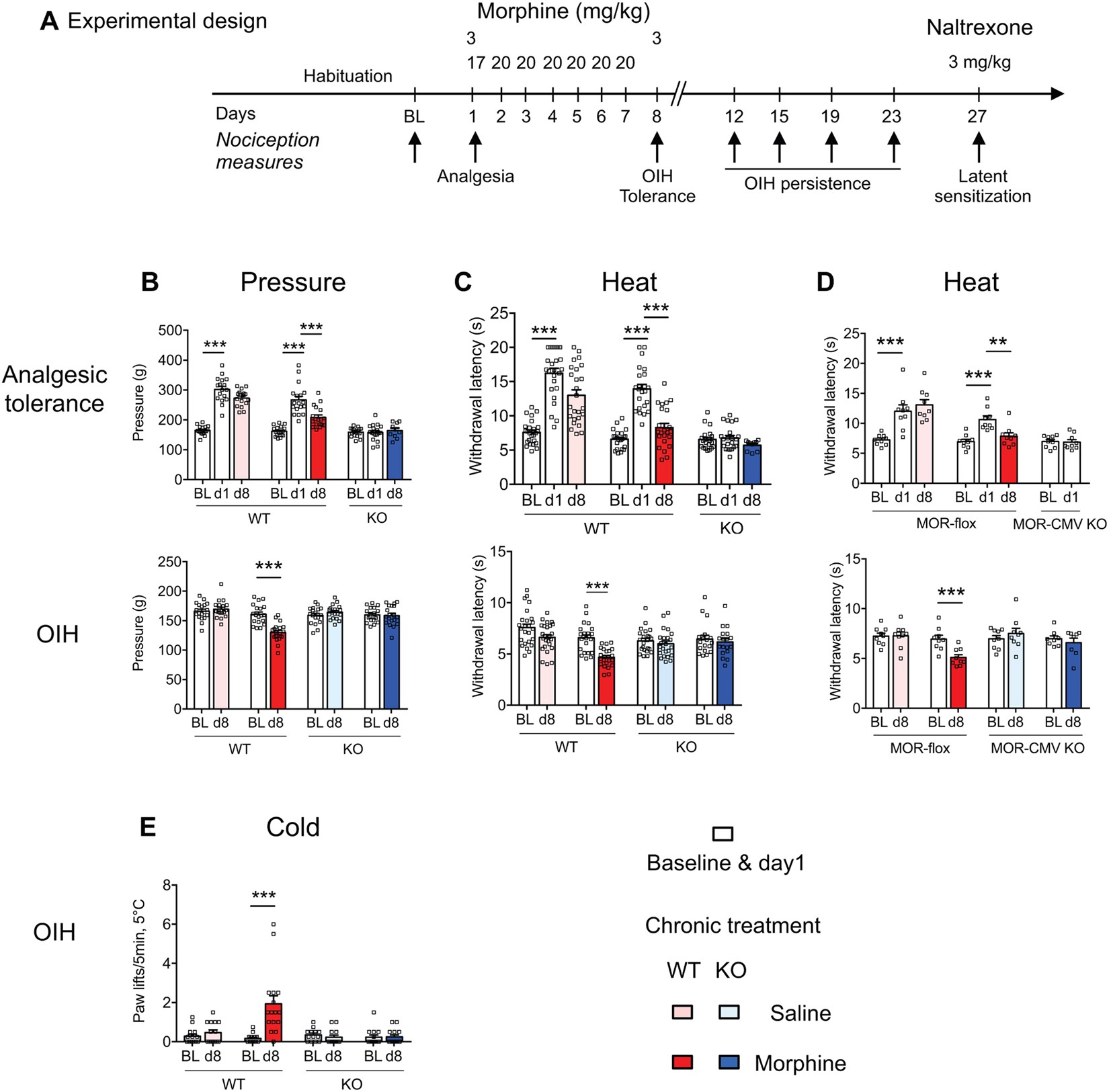 Morphine-induced hyperalgesia involves mu opioid receptors and the  metabolite morphine-3-glucuronide | Scientific Reports