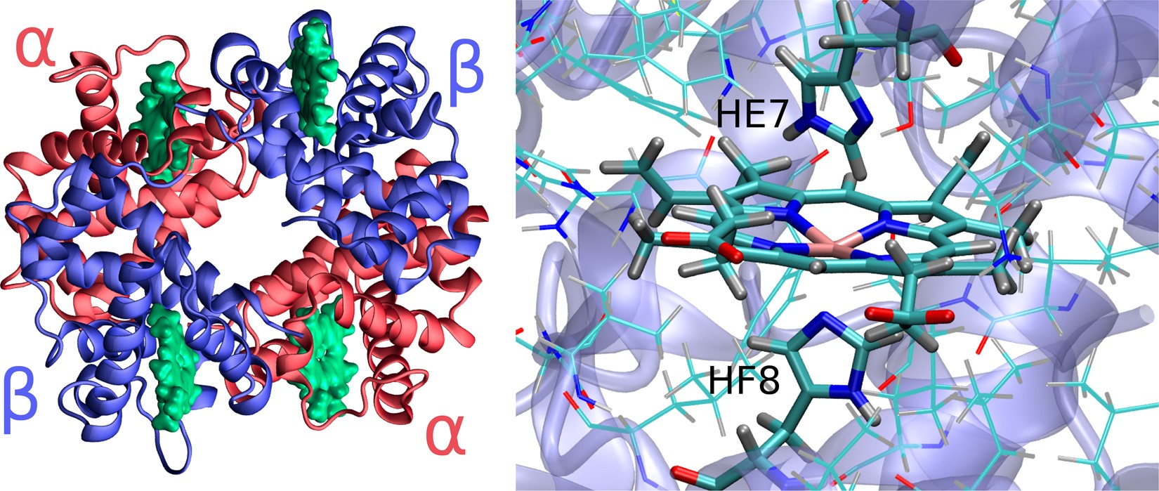 Tertiary and quaternary structural basis of oxygen affinity in human  hemoglobin as revealed by multiscale simulations | Scientific Reports