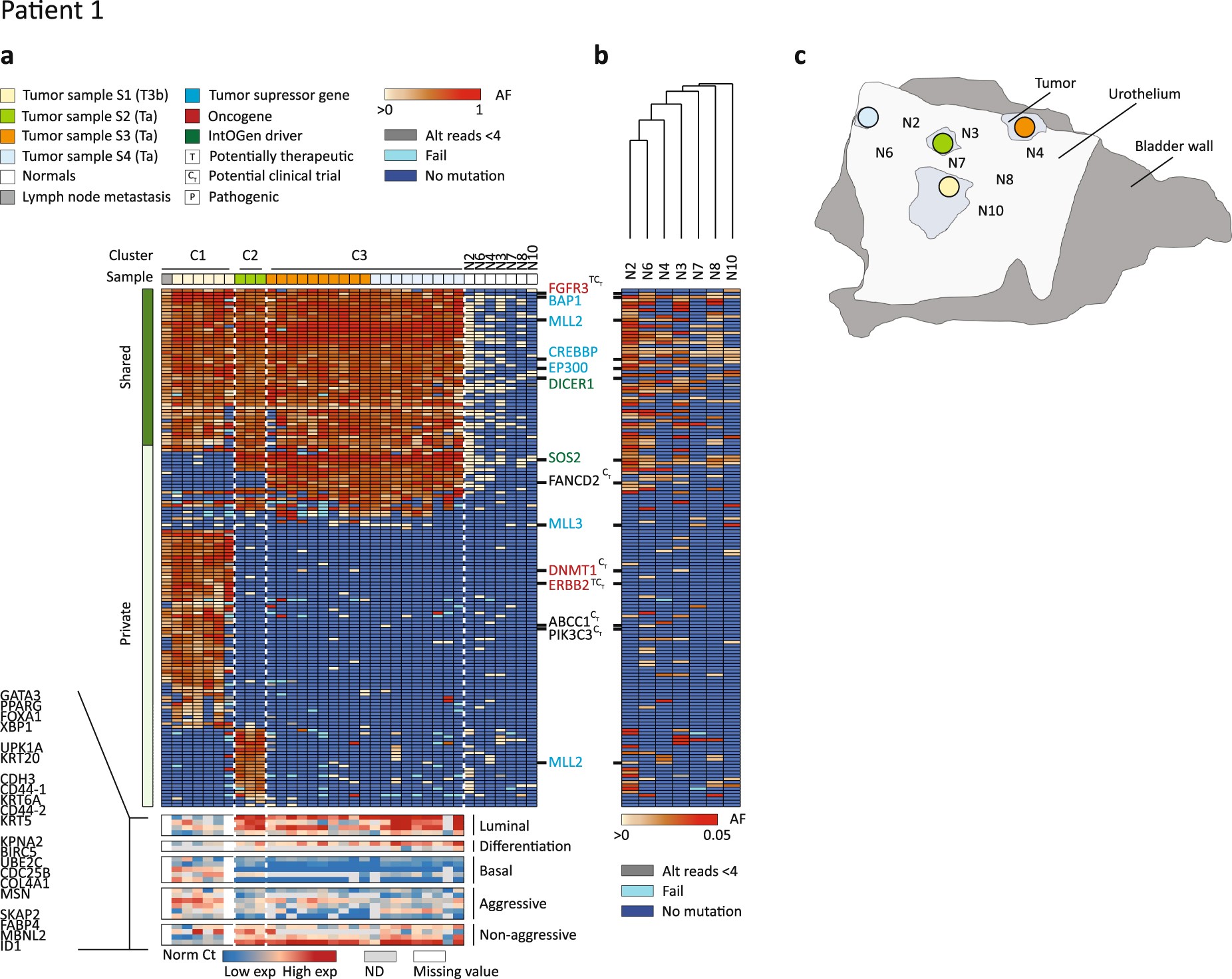 bladder cancer genetic heterogeneity