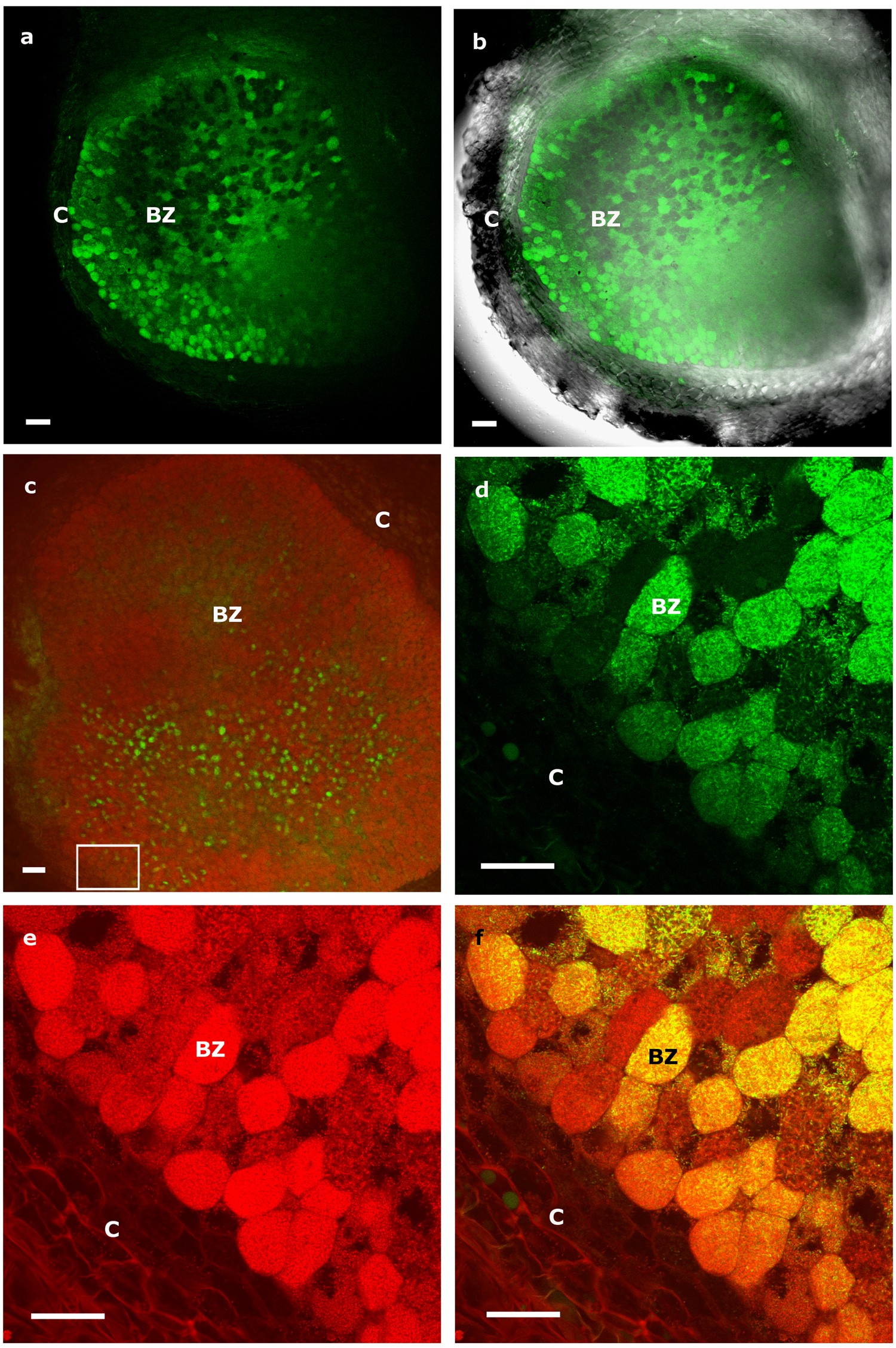 Monitoring the colonization and infection of legume nodules by  Micromonospora in co-inoculation experiments with rhizobia | Scientific  Reports