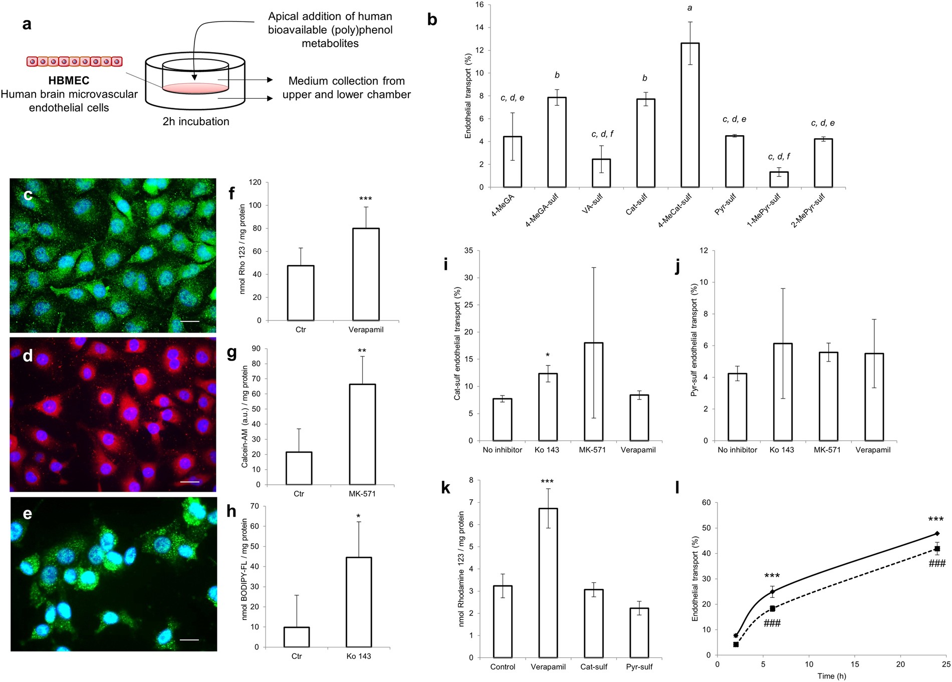 Polyphenols journey through blood-brain barrier towards neuronal protection  | Scientific Reports