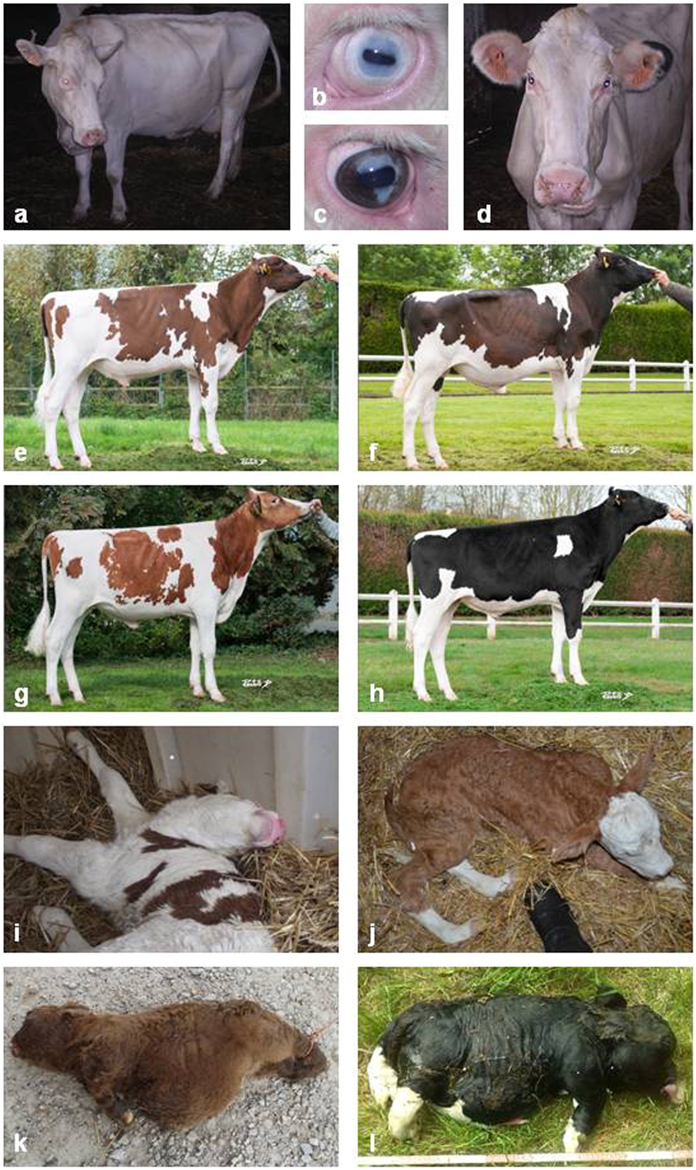 Rapid Discovery of De Novo Deleterious Mutations in Cattle Enhances the  Value of Livestock as Model Species | Scientific Reports