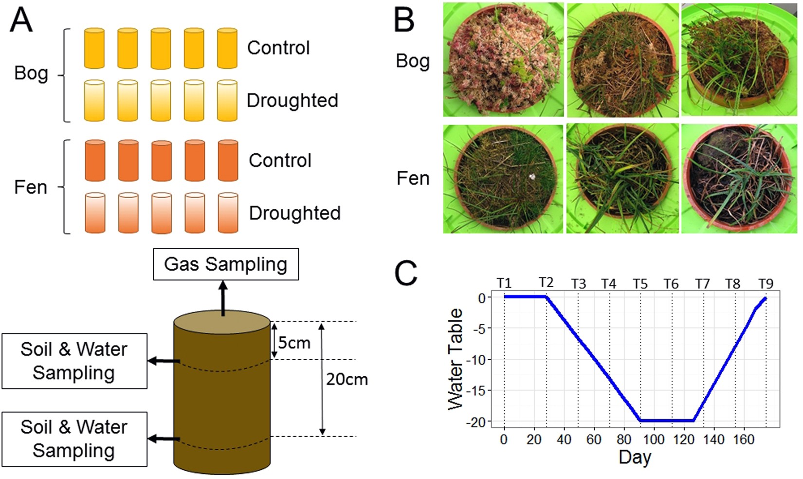 Frontiers  Meteorological Controls on Water Table Dynamics in Fen  Peatlands Depend on Management Regimes