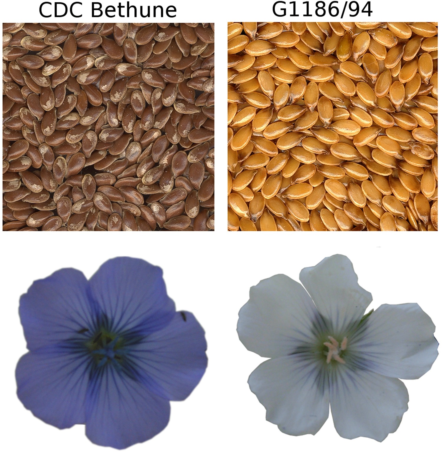 QTL mapping and molecular characterization of the classical D locus  controlling seed and flower color in Linum usitatissimum (flax) |  Scientific Reports