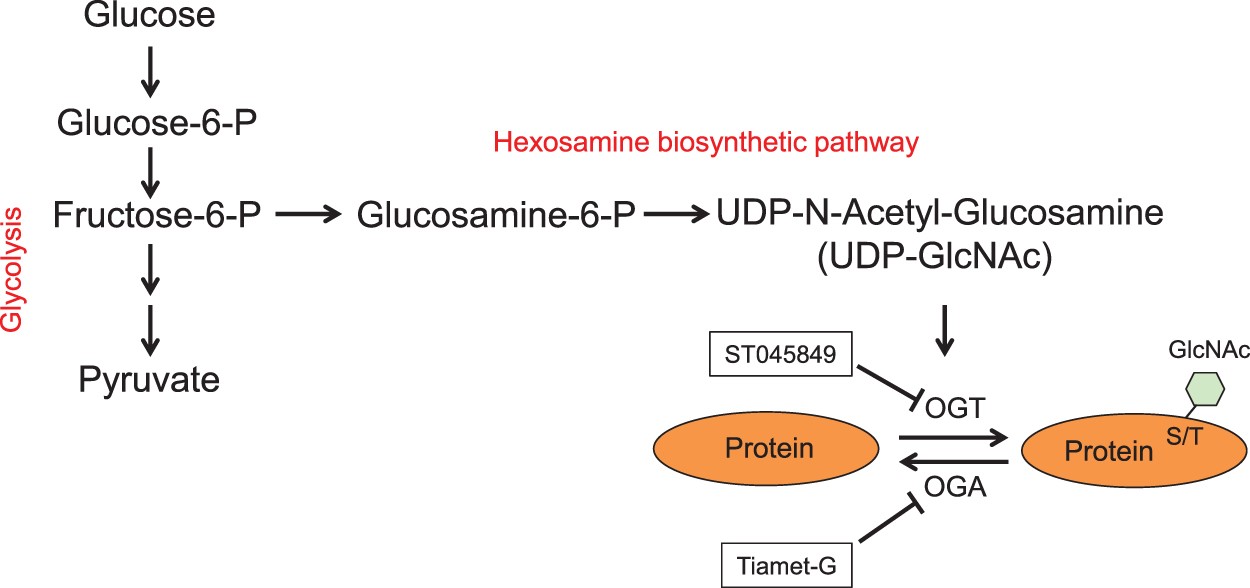 Impact Of Protein O Glcnacylation On Neural Tube Malformation In Diabetic Embryopathy Scientific Reports Impact Of Protein O Glcnacylation On Neural Tube Malformation In Diabetic Embryopathy Scientific Reports