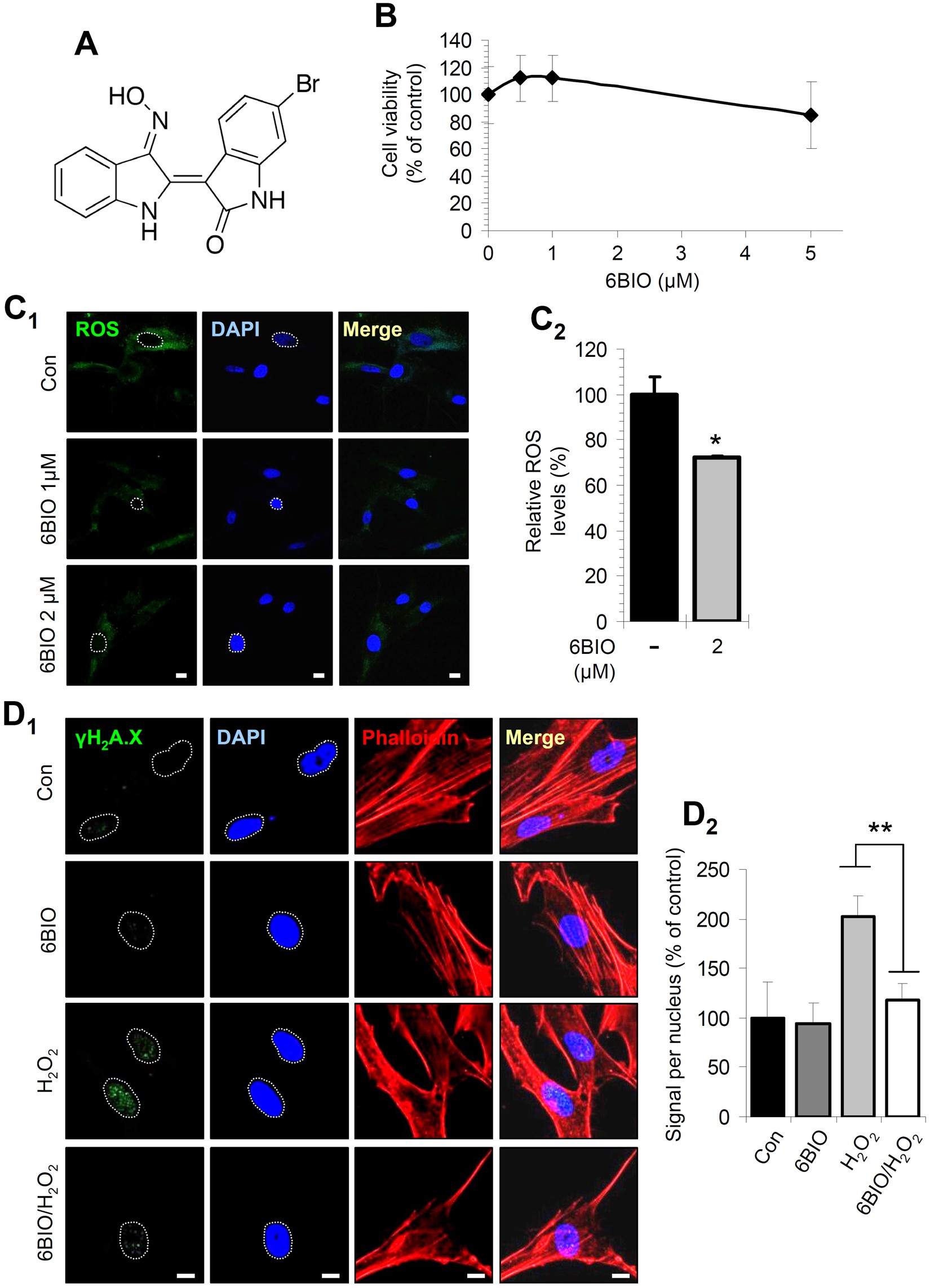 6-bromo-indirubin-3′-oxime (6BIO), a Glycogen synthase kinase-3β inhibitor,  activates cytoprotective cellular modules and suppresses cellular  senescence-mediated biomolecular damage in human fibroblasts | Scientific  Reports