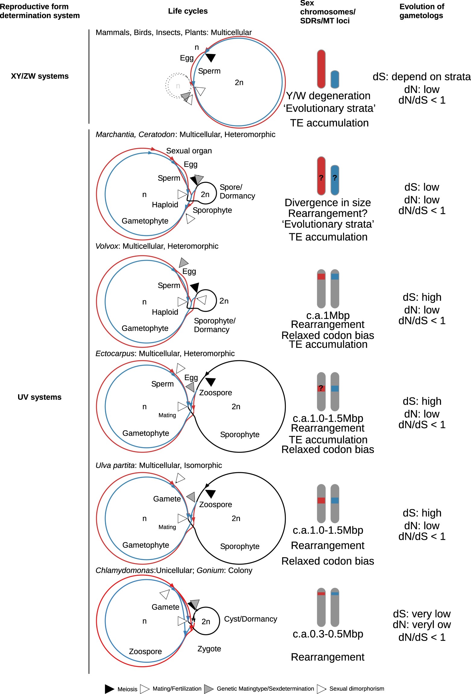 Genomic Structure And Evolution Of The Mating Type Locus In The Green Seaweed Ulva Partita Scientific Reports