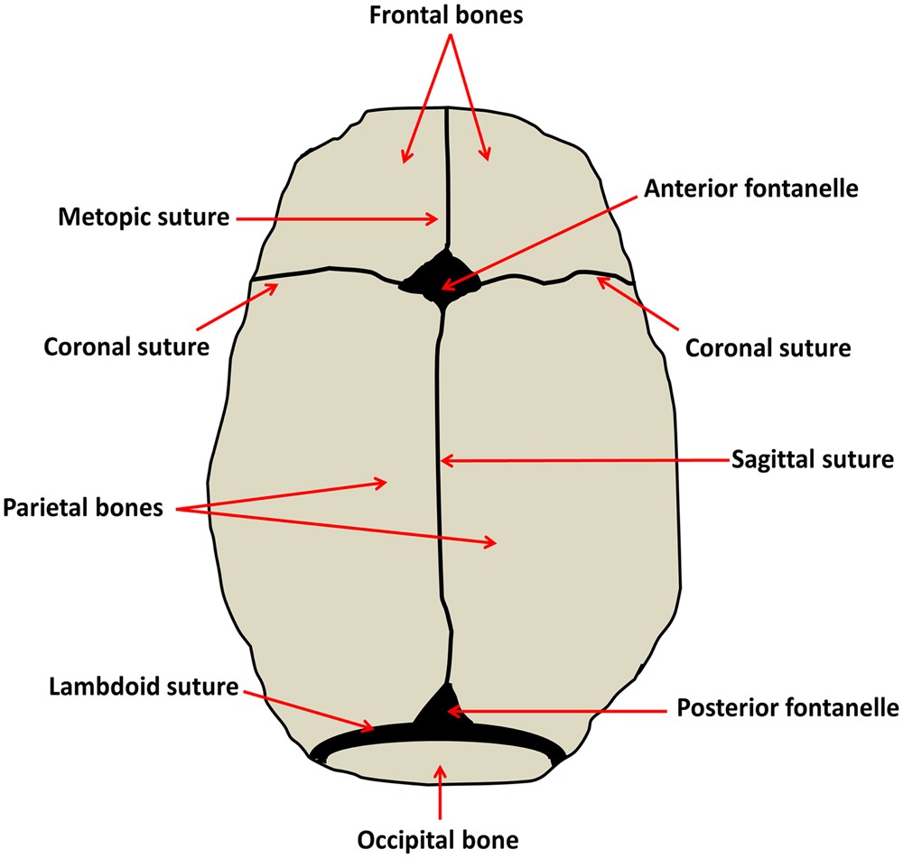 sagittal suture