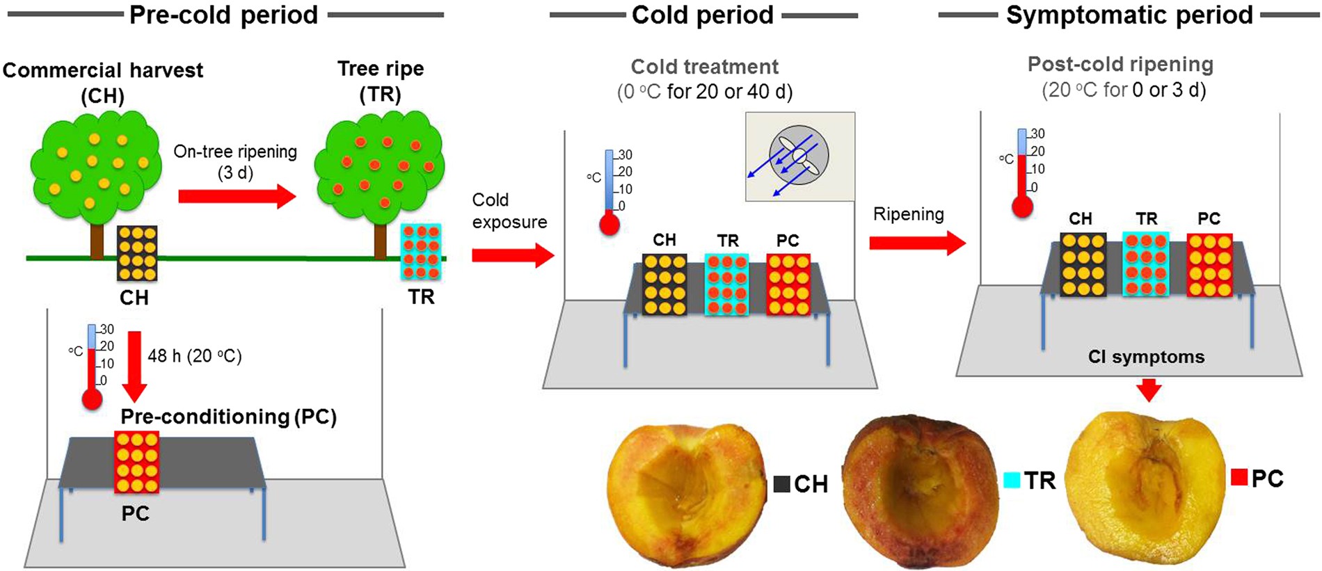 Exploring priming responses involved in peach fruit acclimation to cold  stress | Scientific Reports