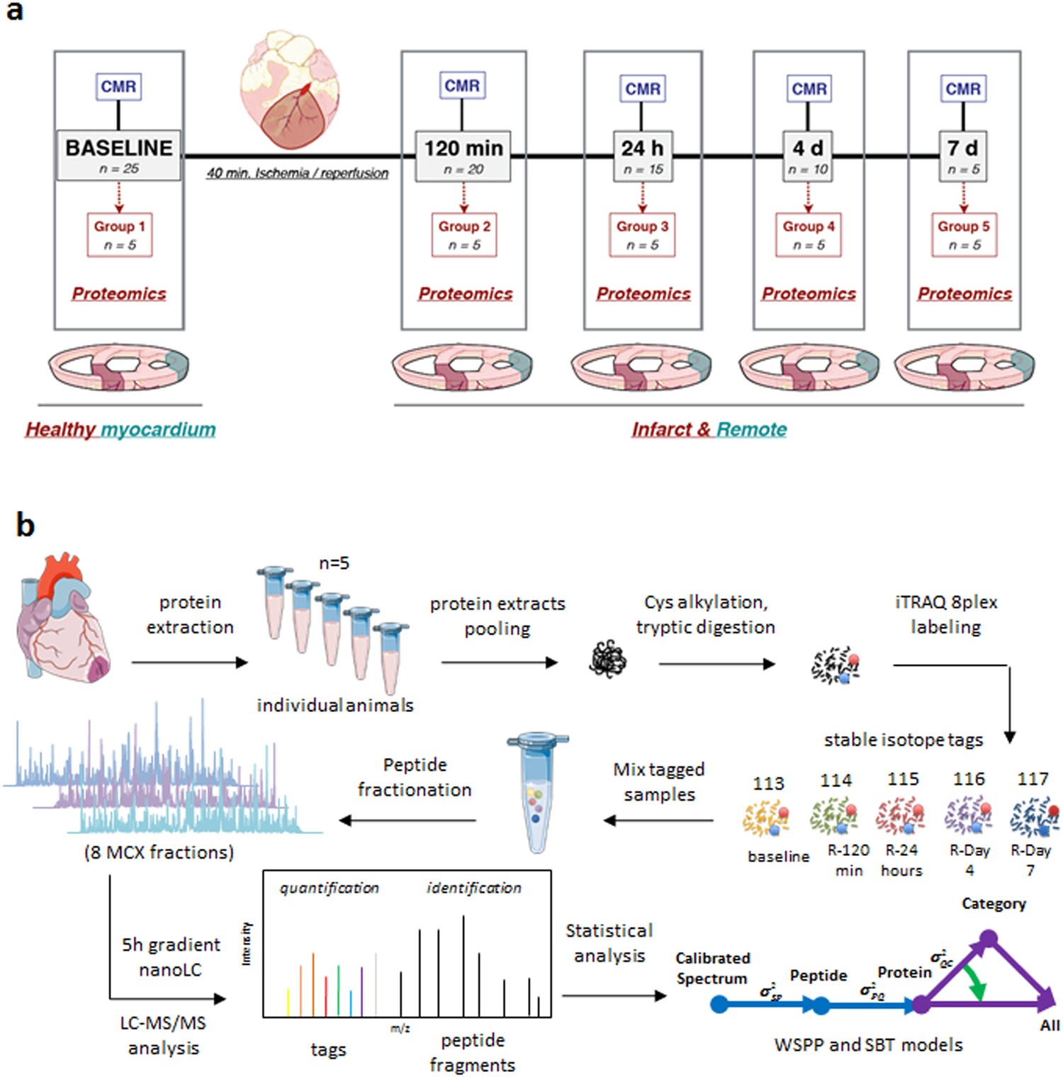 Studies Implicate Early Injury To >> Proteomic Footprint Of Myocardial Ischemia Reperfusion Studies Implicate Early Injury To >> Proteomic Footprint Of Myocardial Ischemia Reperfusion