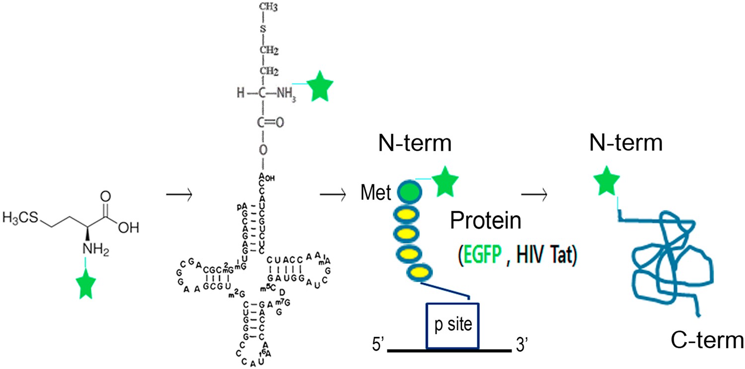 Highly Chromophoric Cy5 Methionine For N Terminal Fluorescent