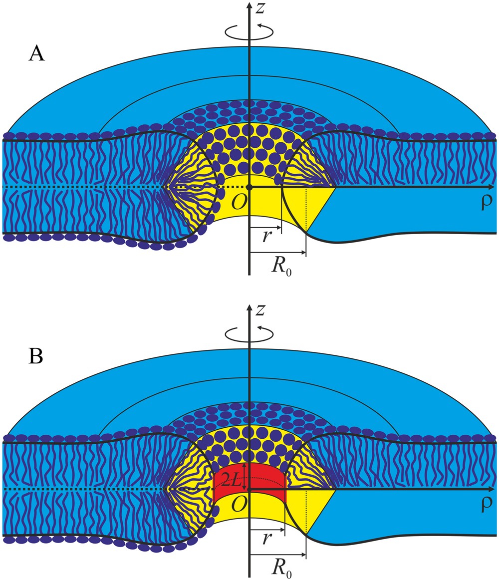 pore formation in lipid membrane i continuous reversible trajectory which of the following molecules could align side by side to form a lipid bilayer