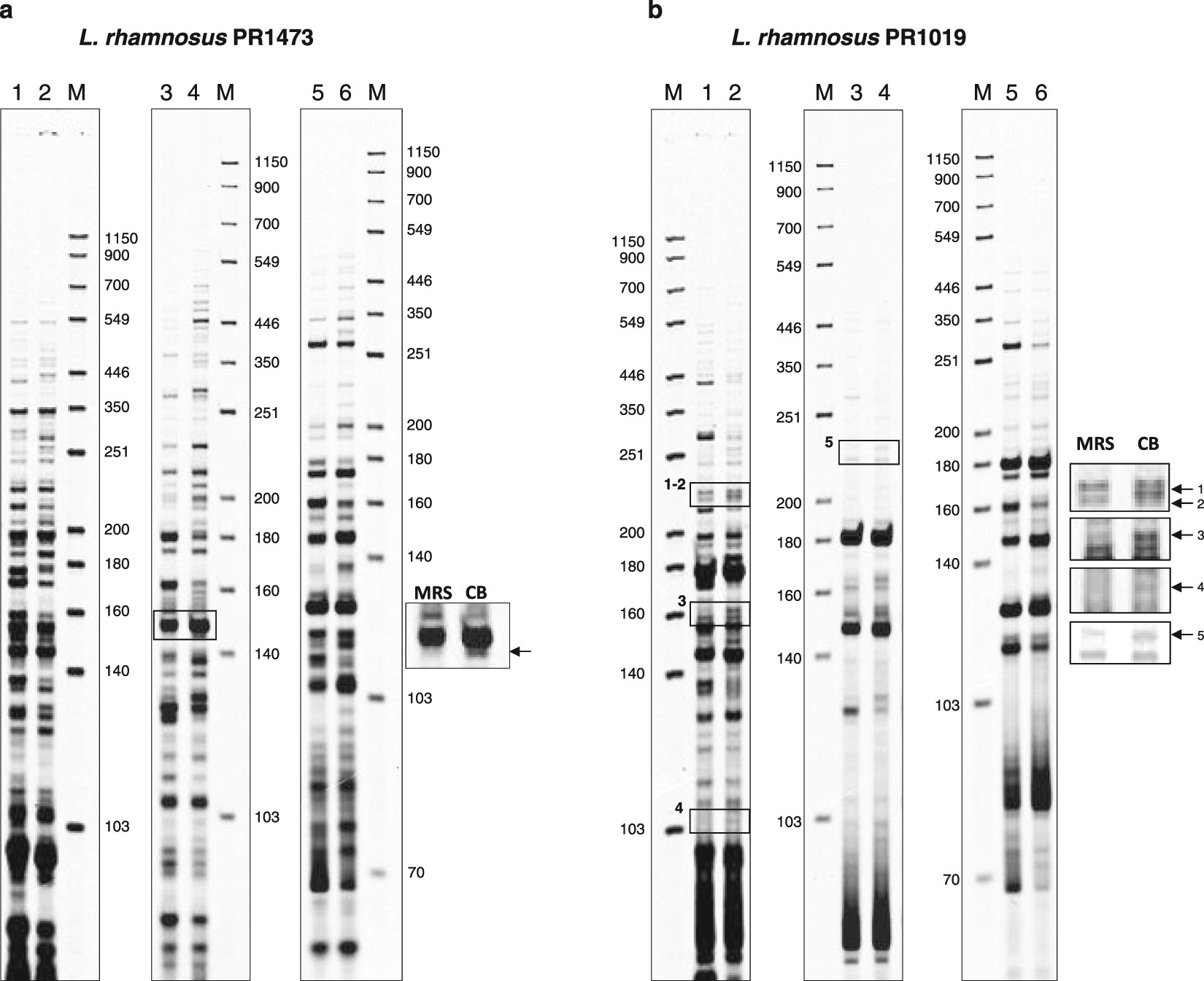 Toward the identification of a type I toxin antitoxin system in the Toward the identification of a type I toxin antitoxin system in the plasmid DNA of dairy Lactobacillus rhamnosus