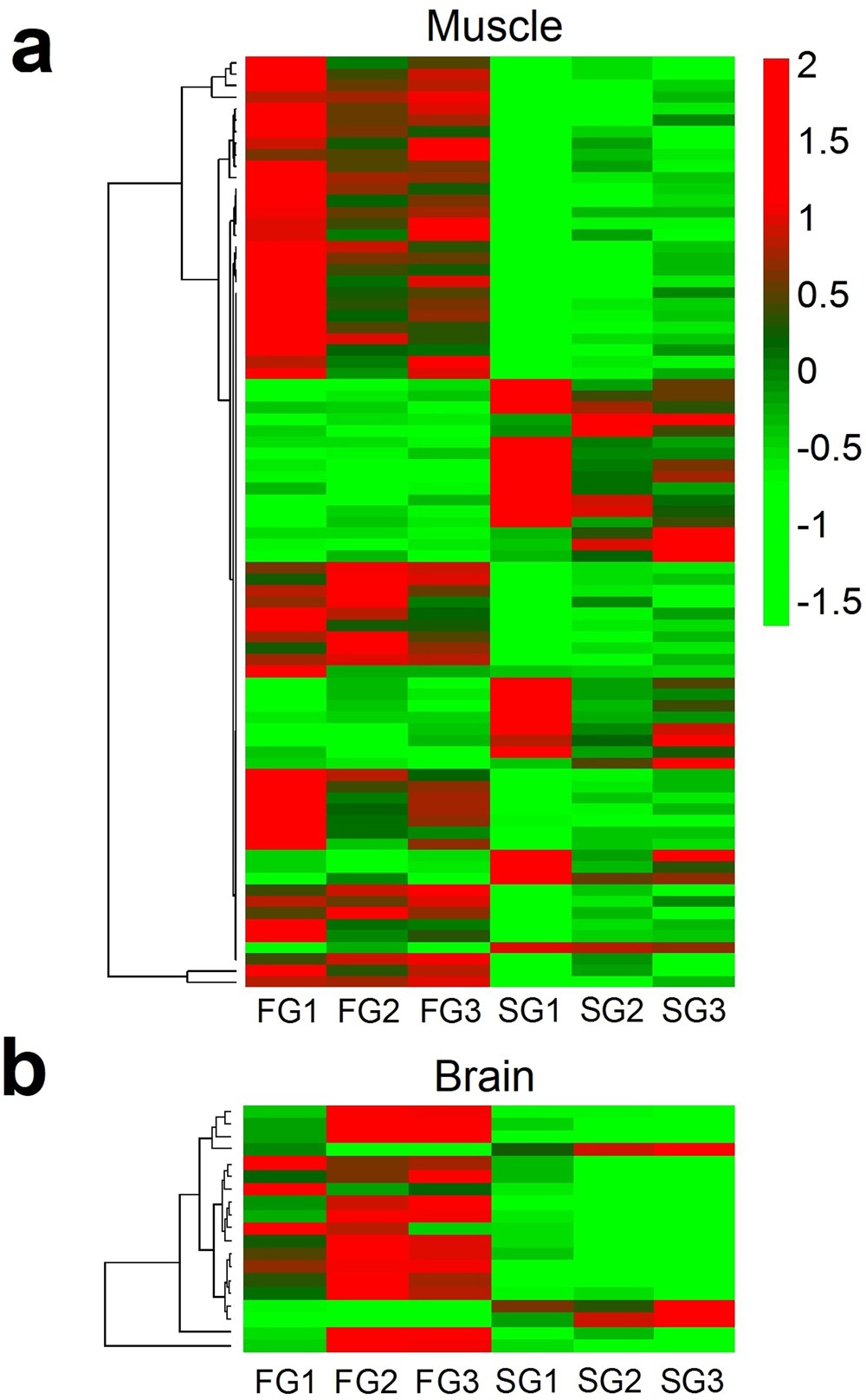 Differential gene expression and SNP association between fast- and  slow-growing turbot (Scophthalmus maximus) | Scientific Reports