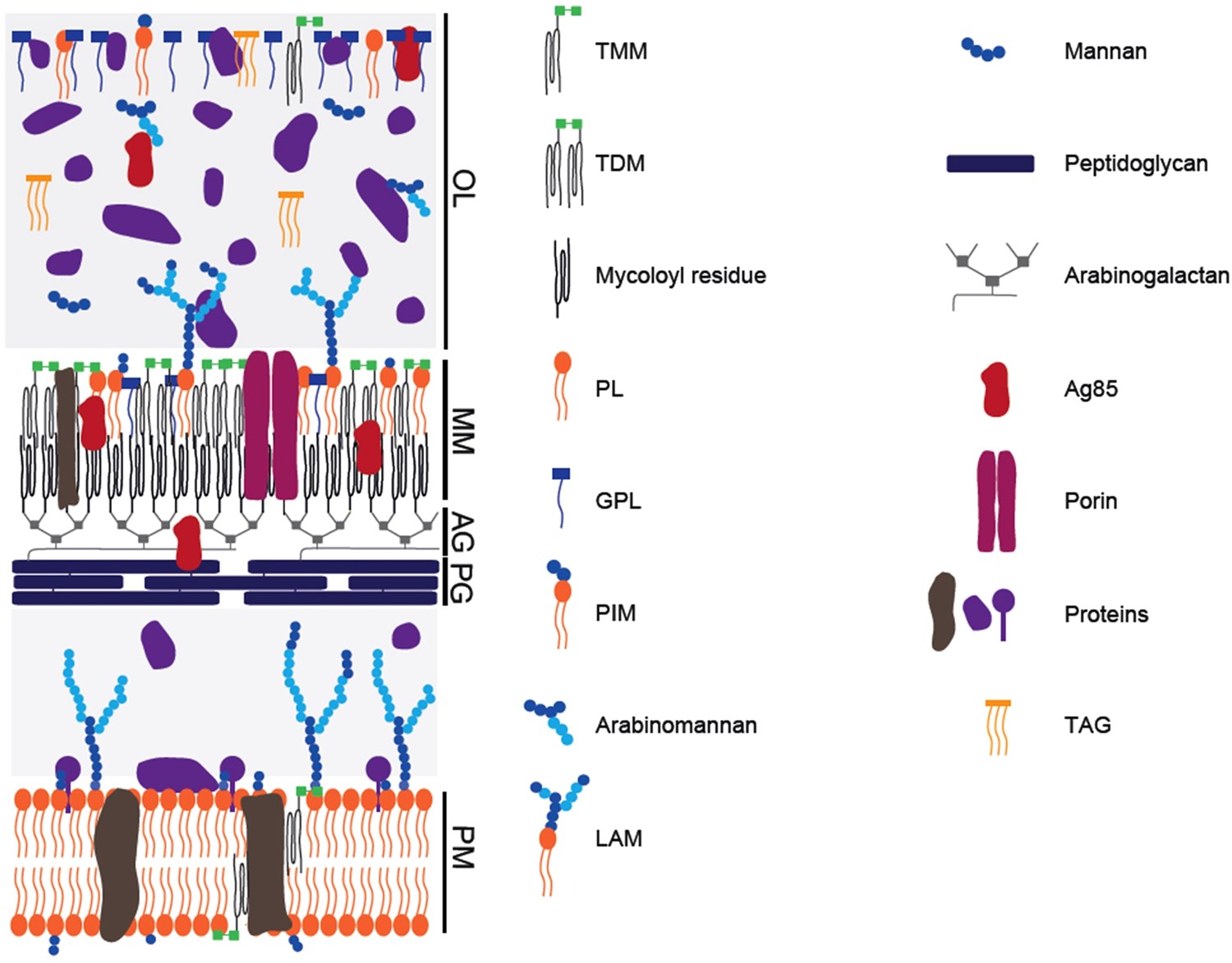 Dissecting the mycobacterial cell envelope and defining the composition of  the native mycomembrane | Scientific Reports