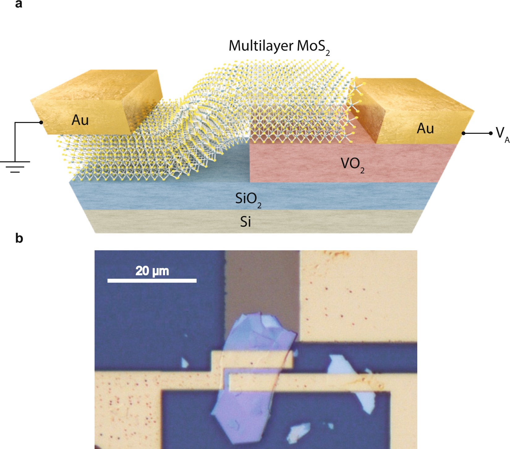 Van Der Waals Mos2 Vo2 Heterostructure Junction With Tunable Rectifier Behavior And Efficient Photoresponse Scientific Reports