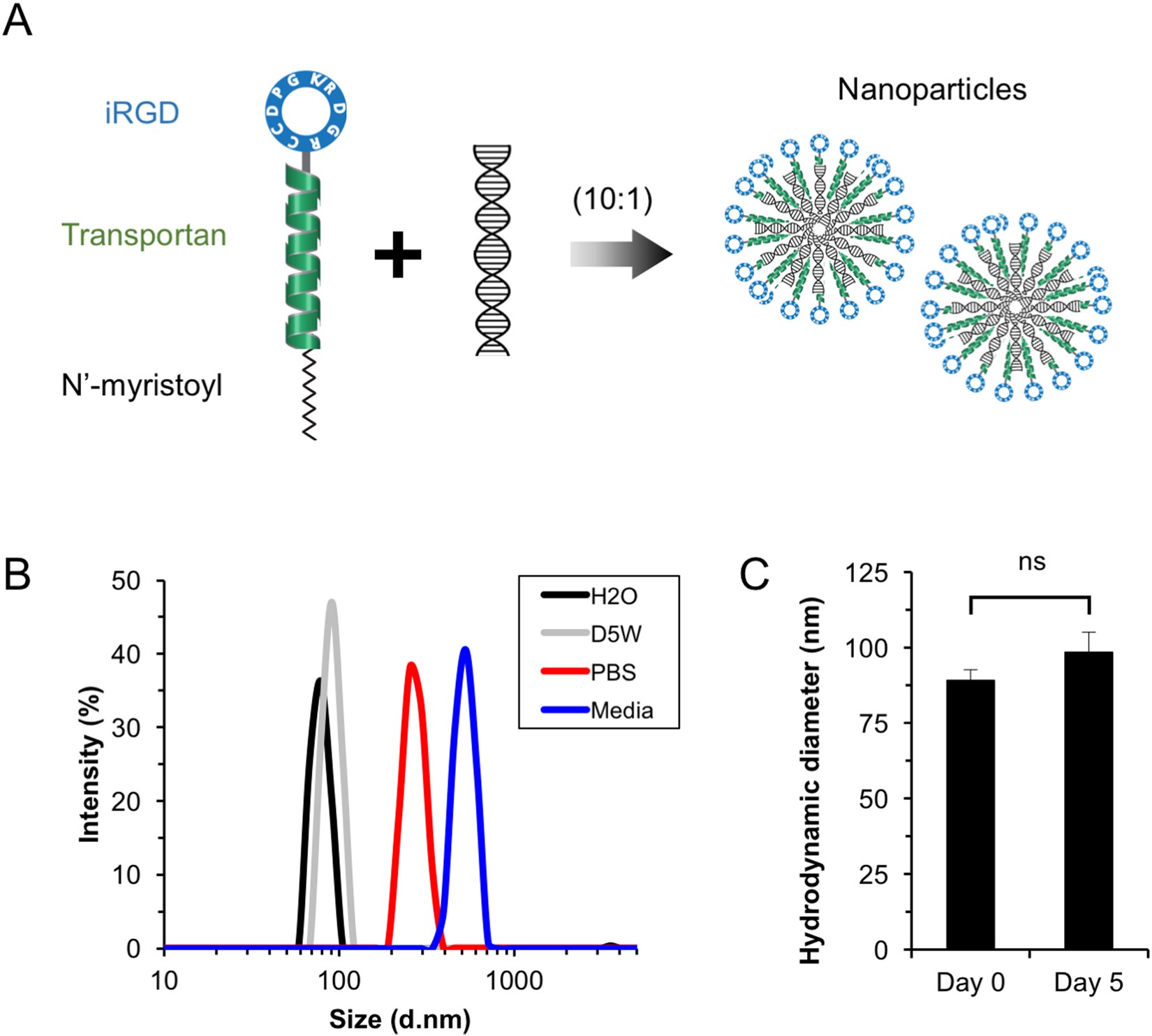 Tumor Penetrating Delivery Of Sirna Against Tnfα To Human - 