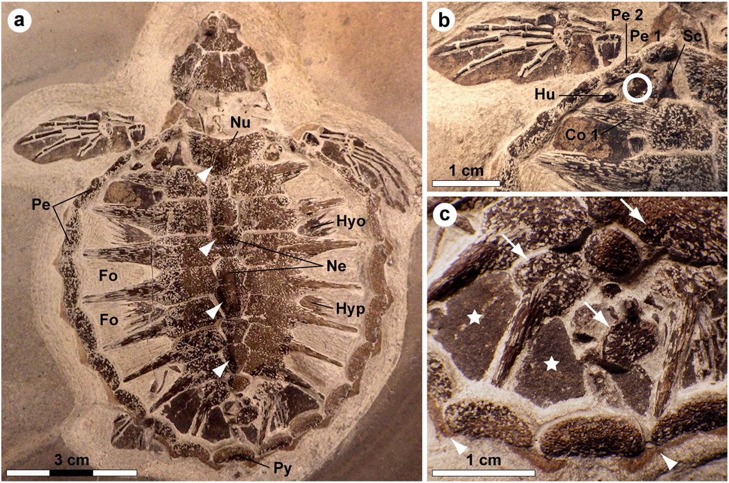 Biochemistry and adaptive colouration of an exceptionally preserved  juvenile fossil sea turtle | Scientific Reports