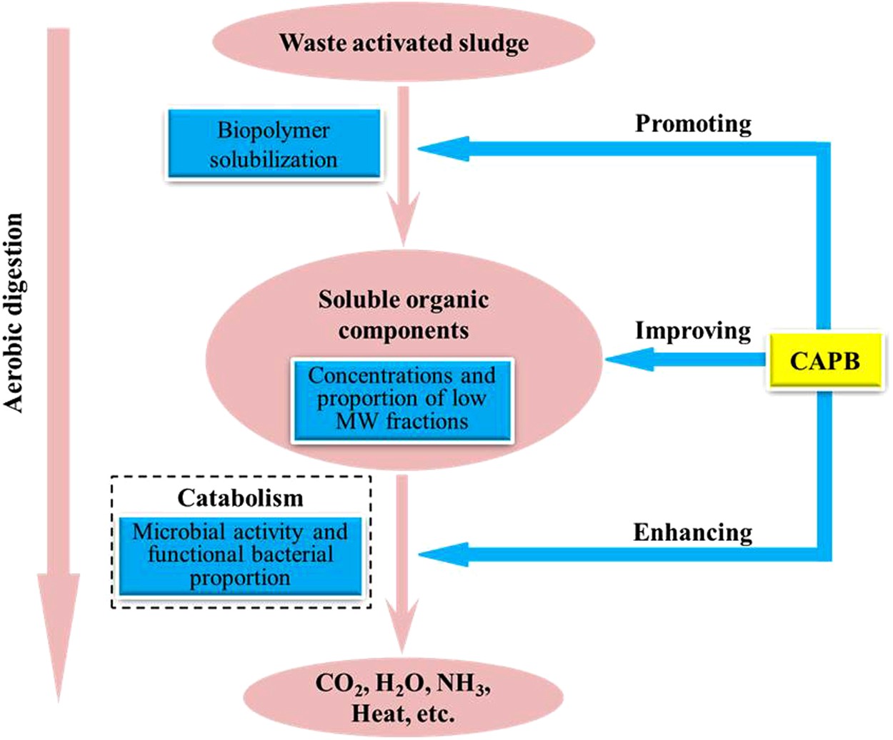 Enhancement Mechanisms Of Short Time Aerobic Digestion For Waste Activated Sludge In The Presence Of Cocoamidopropyl Betaine Scientific Reports