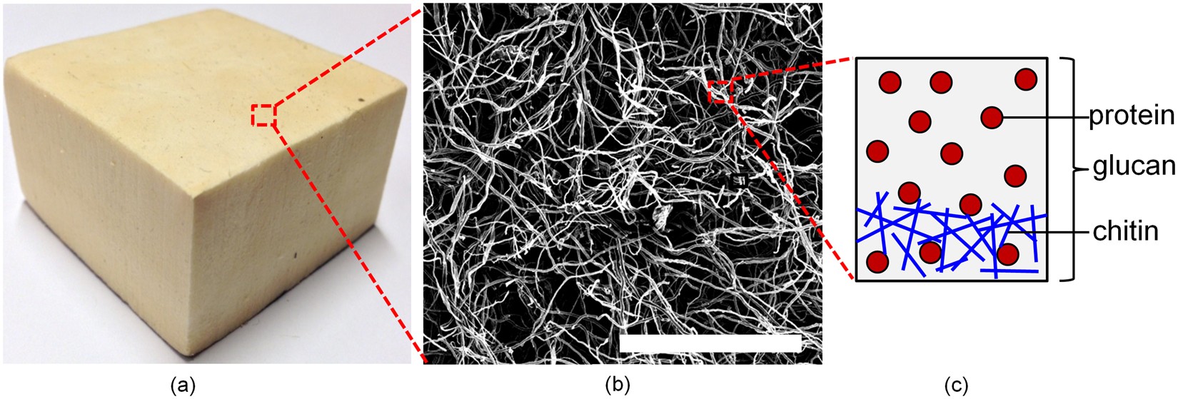 Morphology and mechanics of fungal mycelium