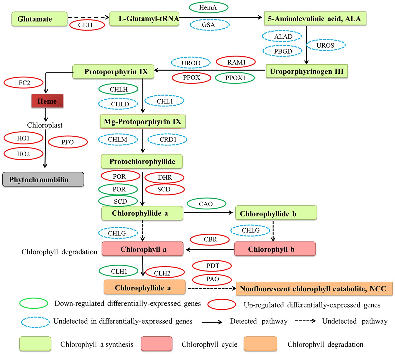 Molecular Characterization of Germin-like Protein Genes in Zea