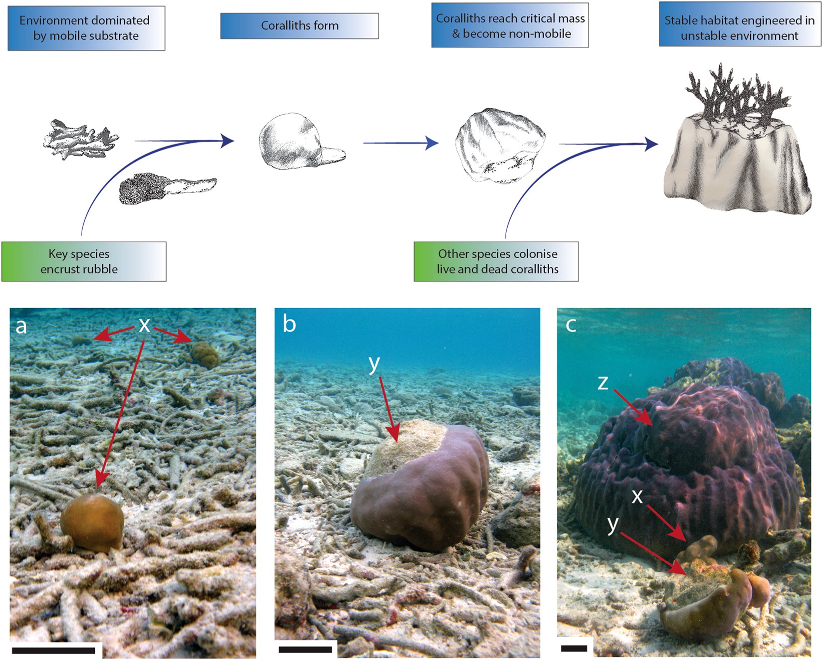 The potential for coral reef establishment through free-living  stabilization