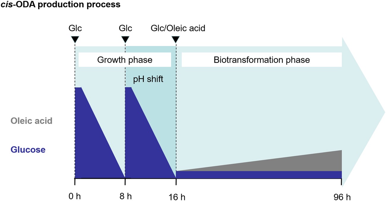 Effects Of Glucose Concentration On 1 18 Cis Octadec 9
