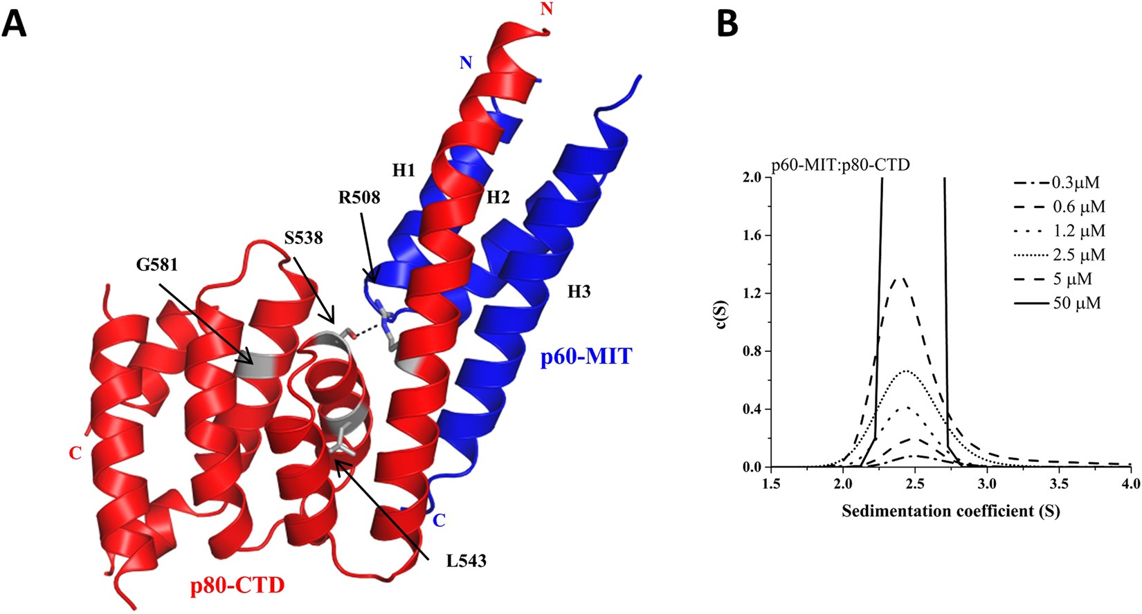 Structural basis of katanin p60:p80 complex formation | Scientific Reports
