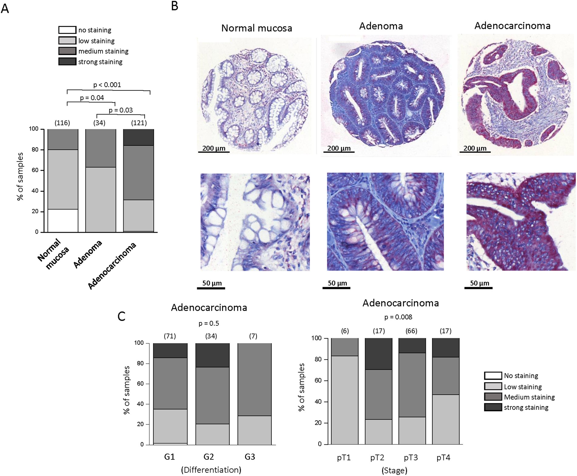Ca 2 Protein Alpha 1d Of Cav13 Regulates Intracellular - 