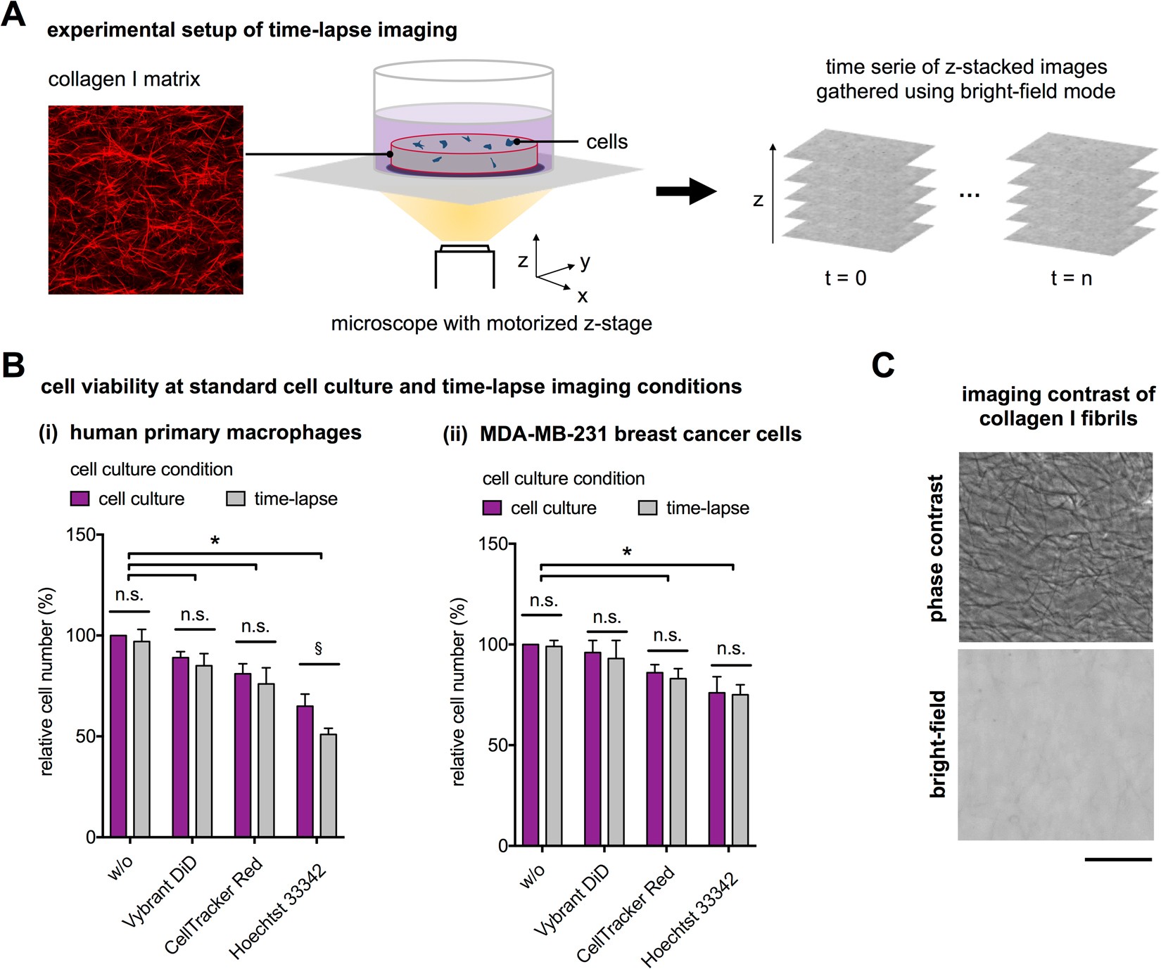 Quantitative single cell tracking in 3D biomimetic matrices | Scientific Reports
