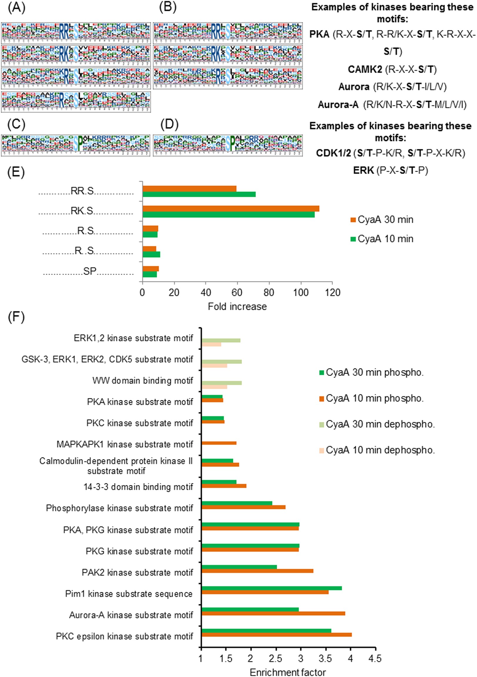 Phosphoproteomics of cAMP signaling of Bordetella adenylate cyclase toxin in mouse dendritic cells | Scientific Reports