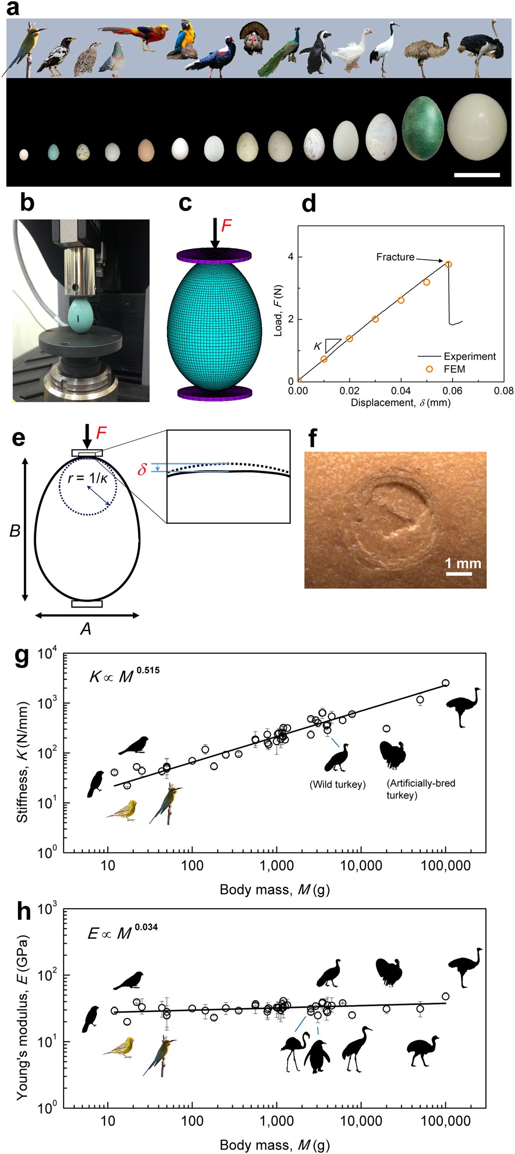 the avian egg exhibits general allometric invariances in mechanical fs form 1455