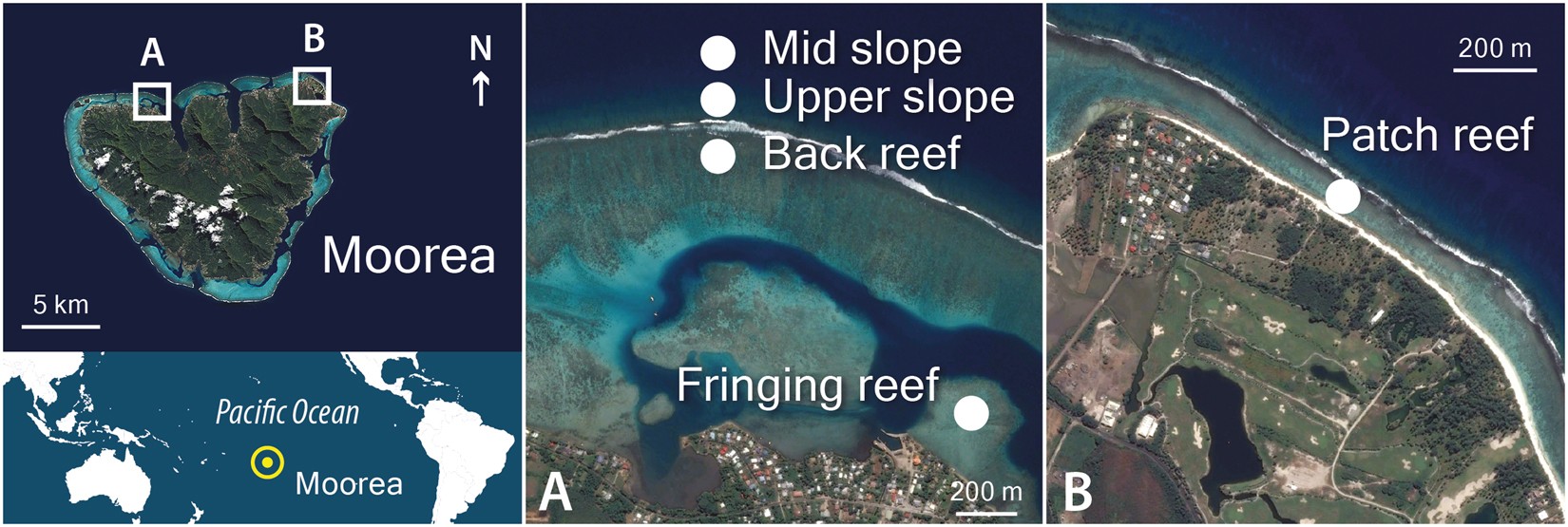 Chimerism in Wild Adult Populations of the Broadcast Spawning