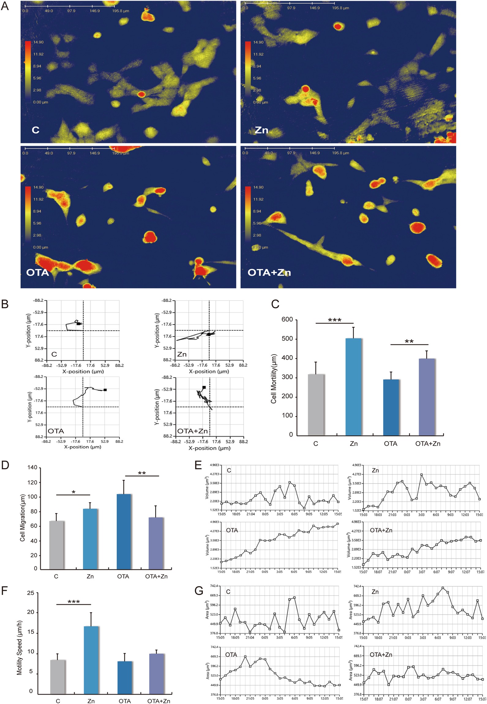 Zinc Enhances The Cellular Energy Supply To Improve Cell Motility And Restore Impaired Energetic Metabolism In A Toxic Environment Induced By Ota Scientific Reports